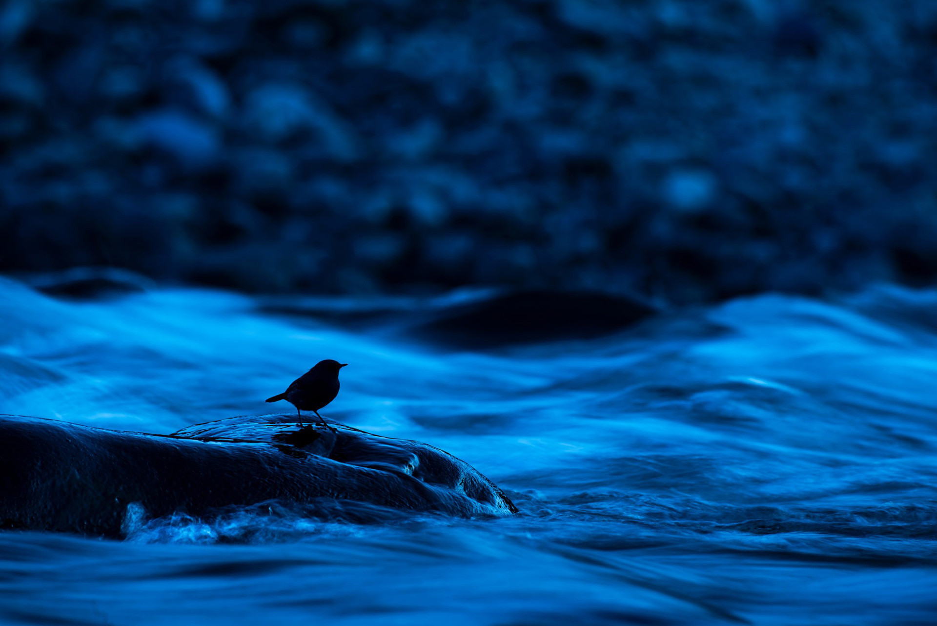 Plumbeous Water Redstart near a river in Corbett National Park