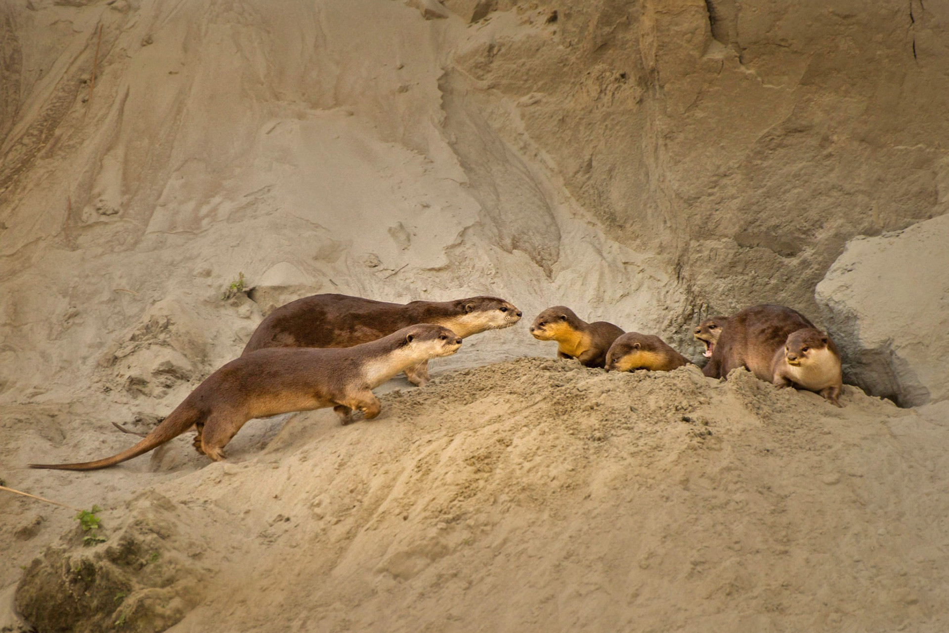 Smooth coated otter family with adults and babies in River Brahmaputra in Assam