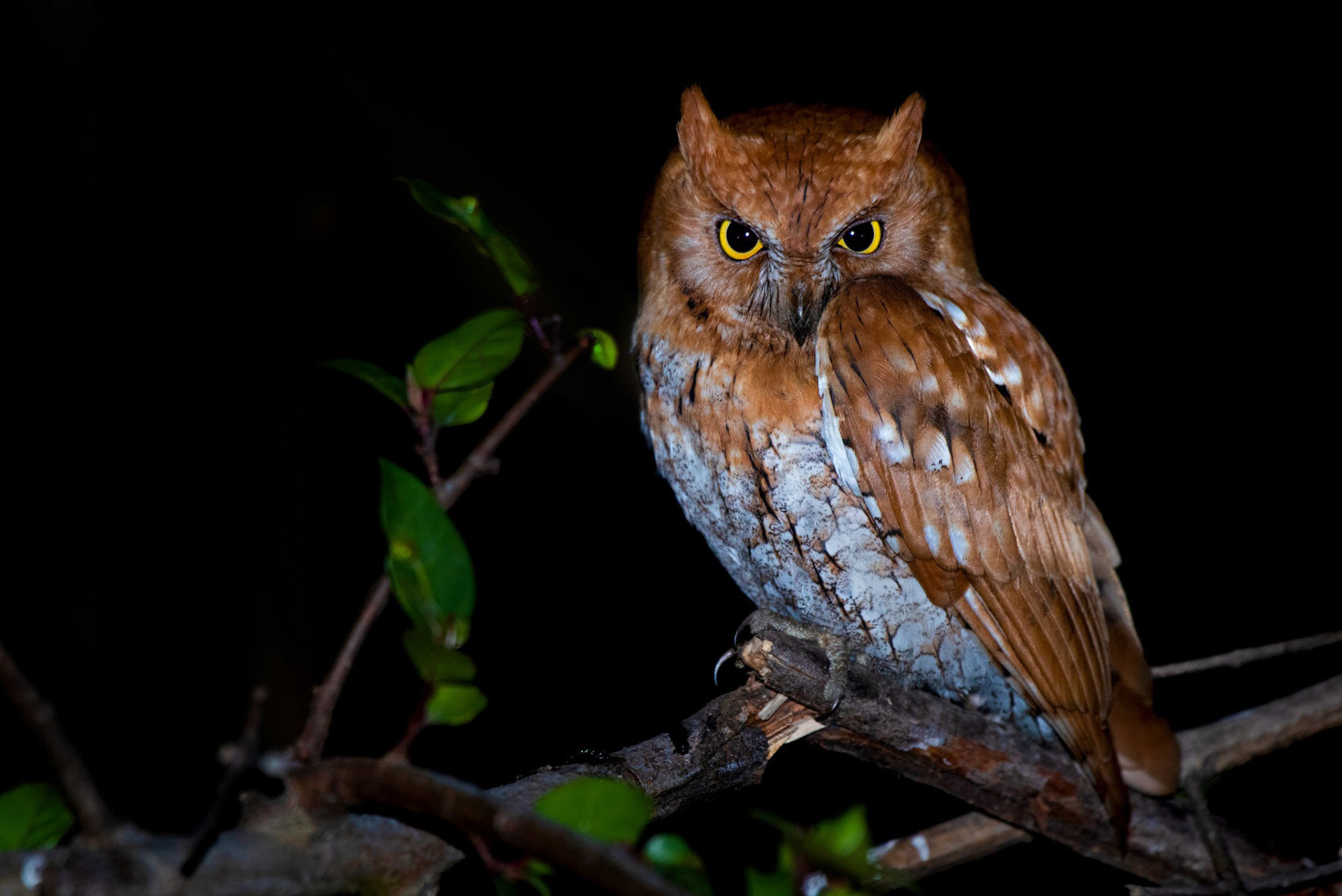 Oriental Scops-Owl rare brown morph