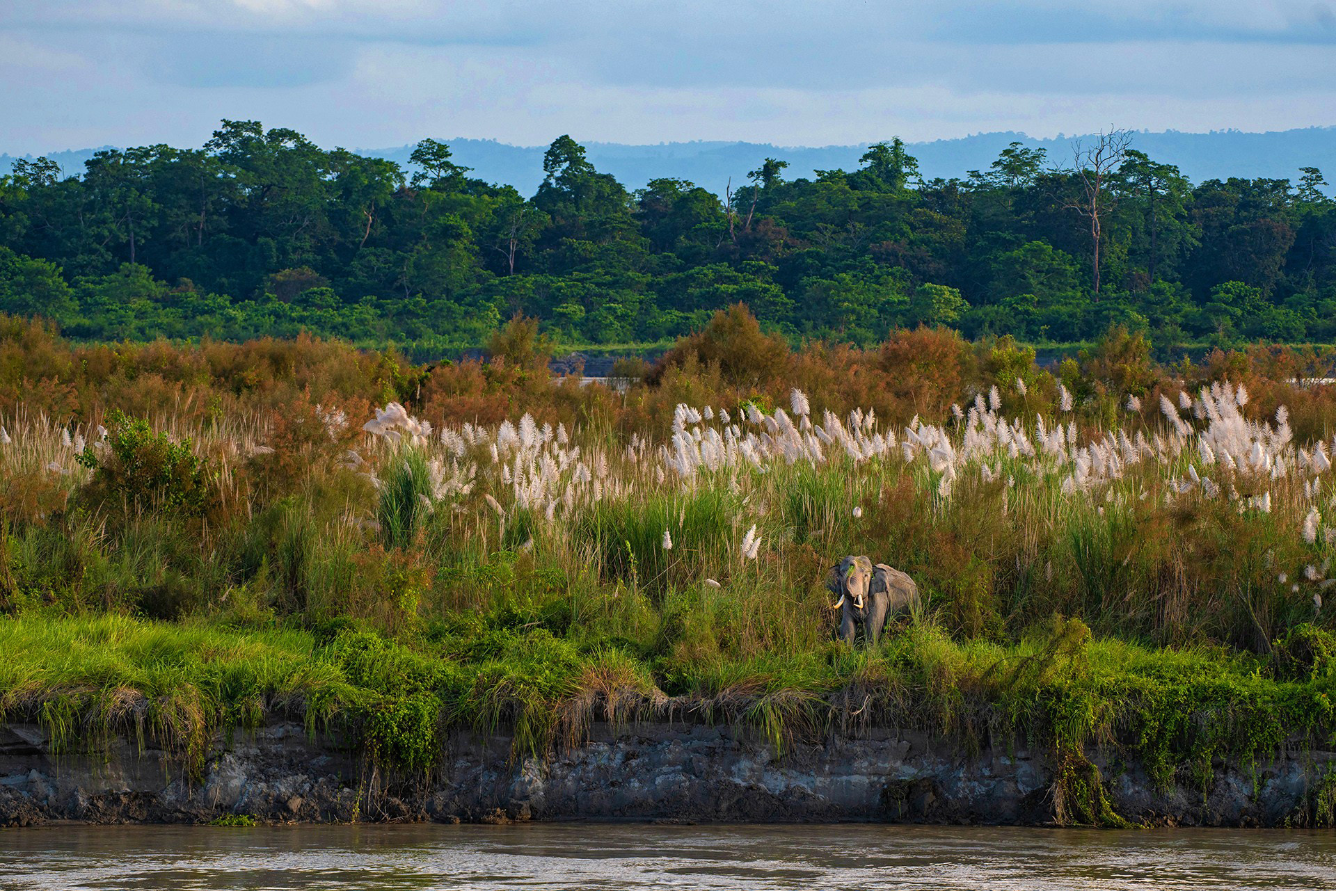 A lone tusker feeding next to the Brahmaputra river near Kaziranga National Park