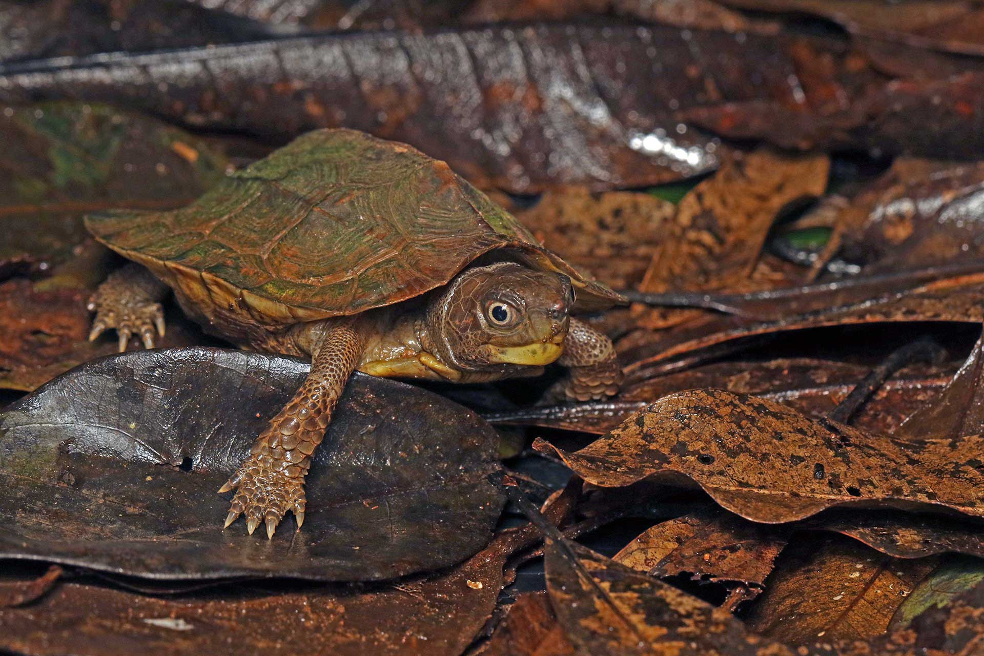 Cochin Forest Cane Turtle Vijayachelys silvatica also known as Kavalai forest turtle
