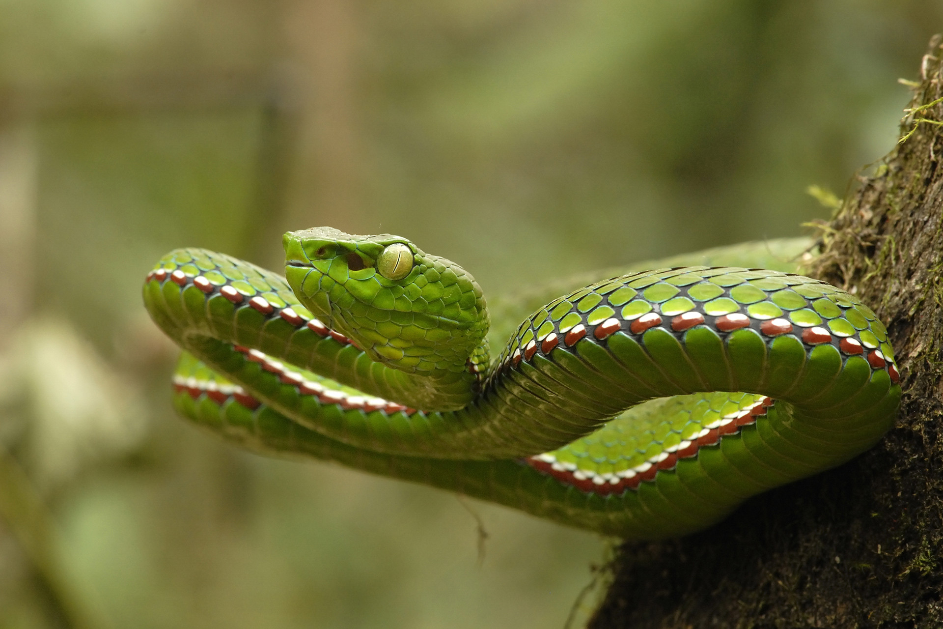 Medo Pit Viper Trimeresurus medoensis