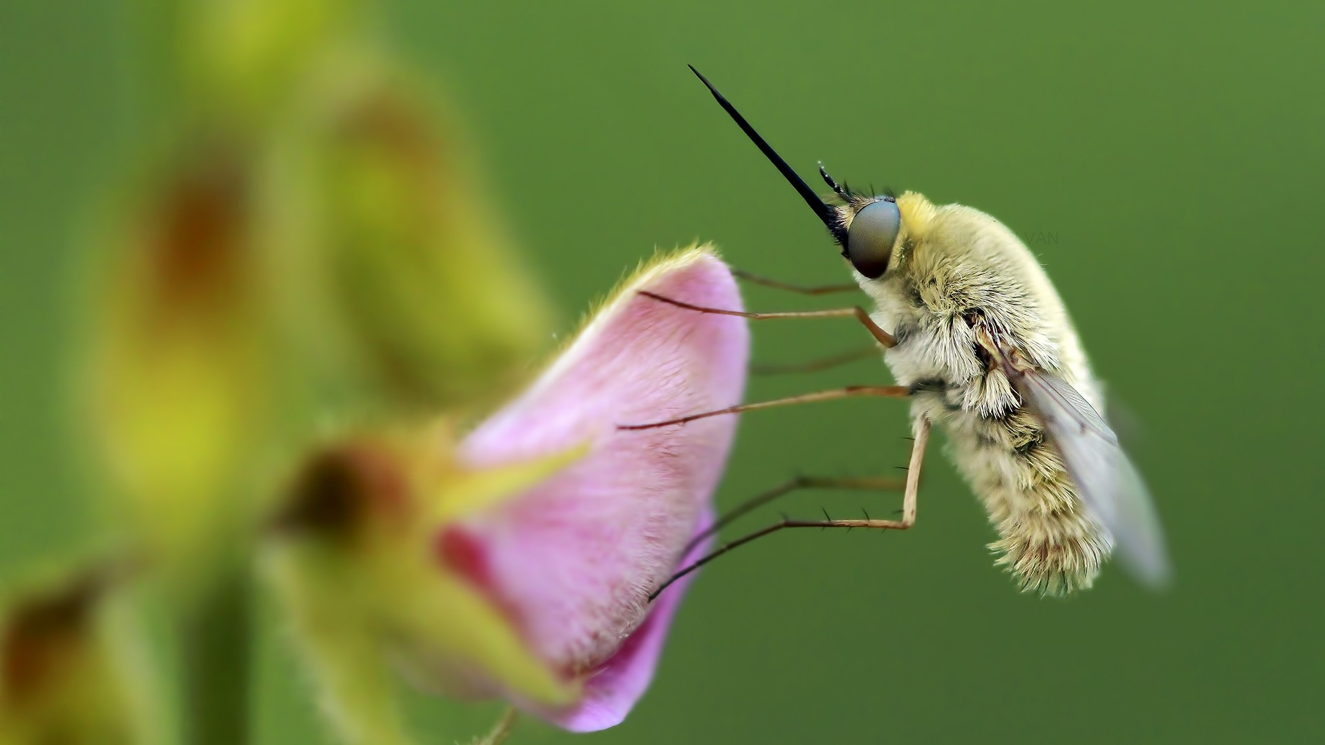 Merlin selvan - Macro | Nature inFocus