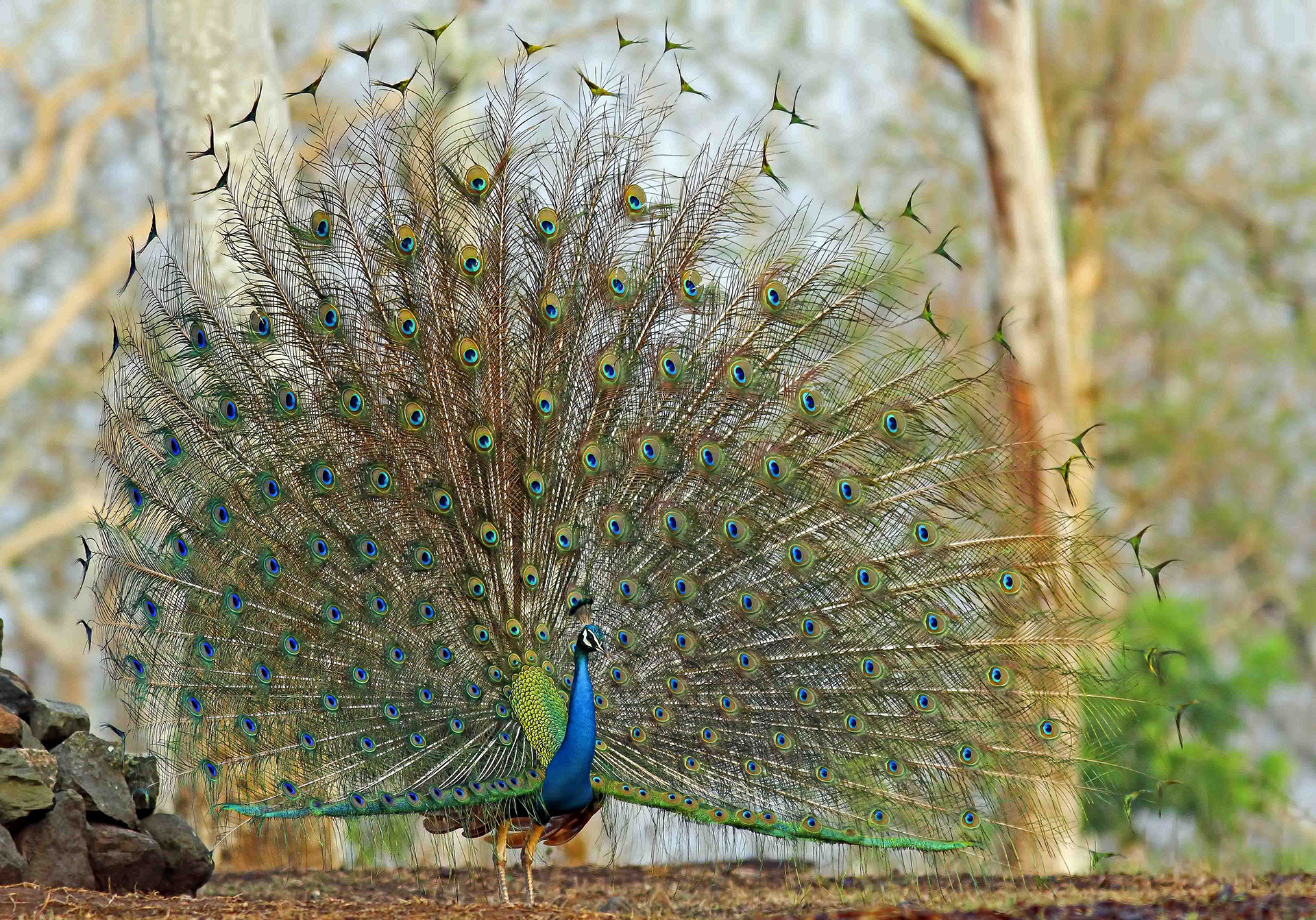 Peacock displaying feathers in Mudumalai National Park