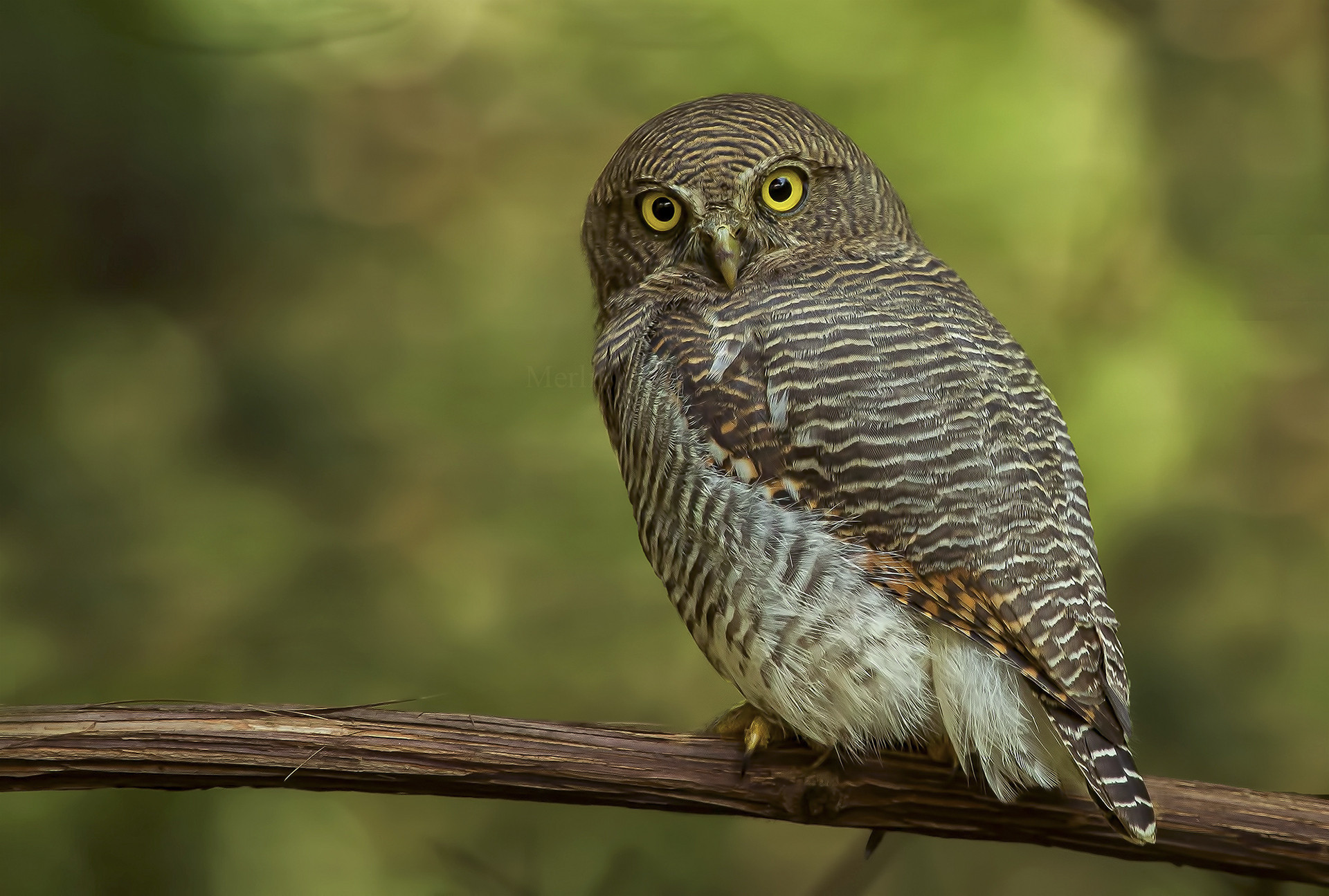 Barred Jungle Owlet or Jungle Owlet