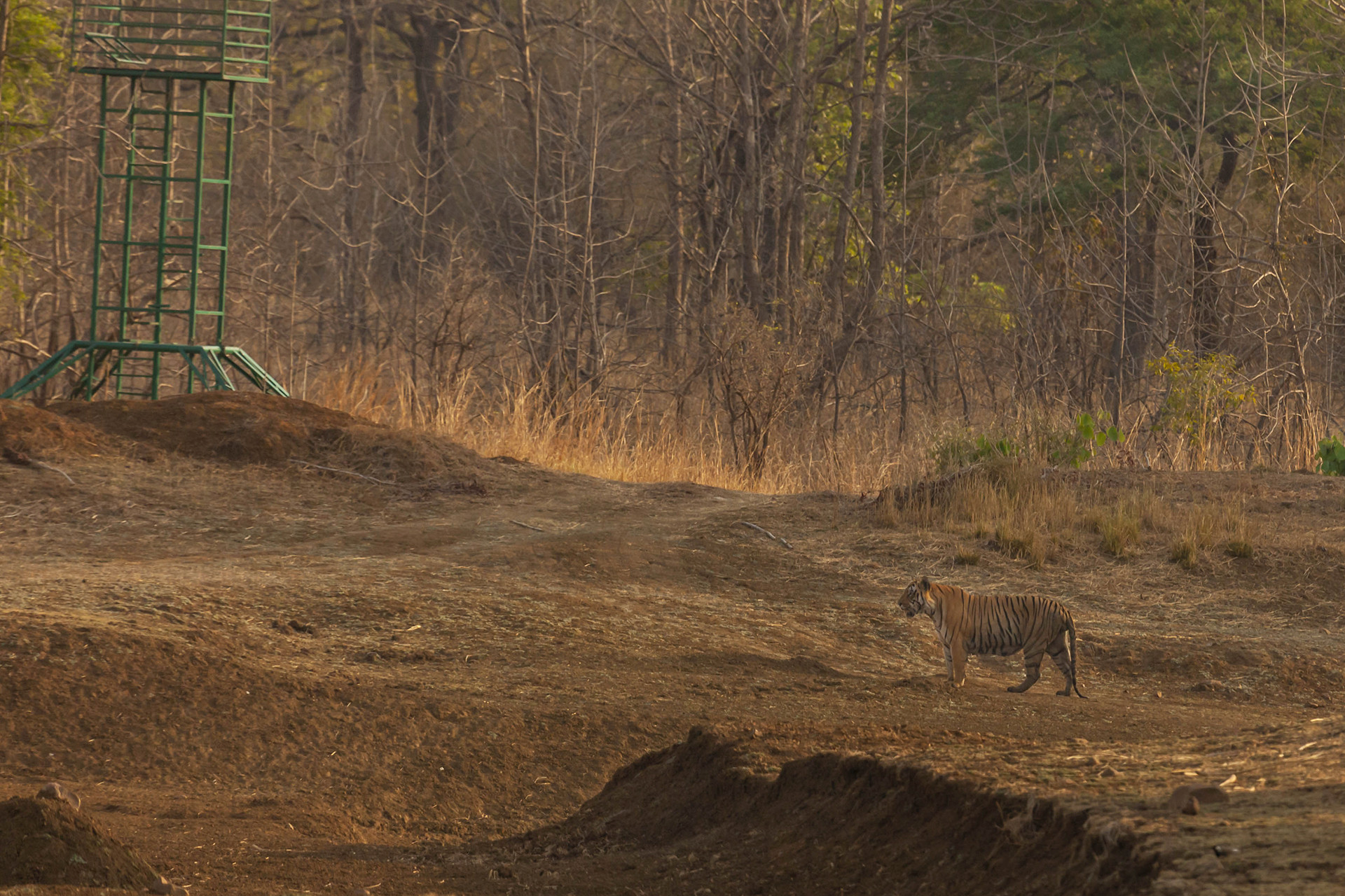 Tiger in Tadoba Andhari Tiger Reserve