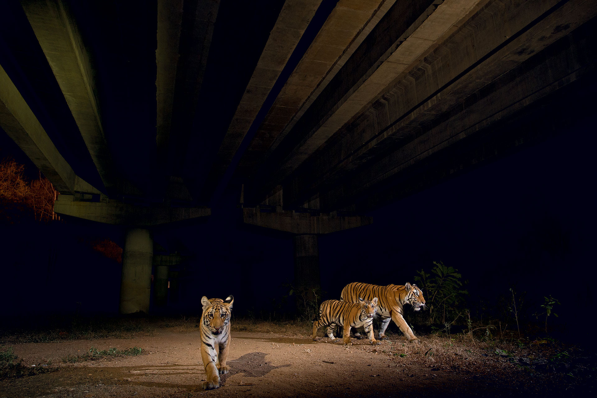 Tigress and cubs walk past an underpass on NH44 in Pench Tiger Reserve