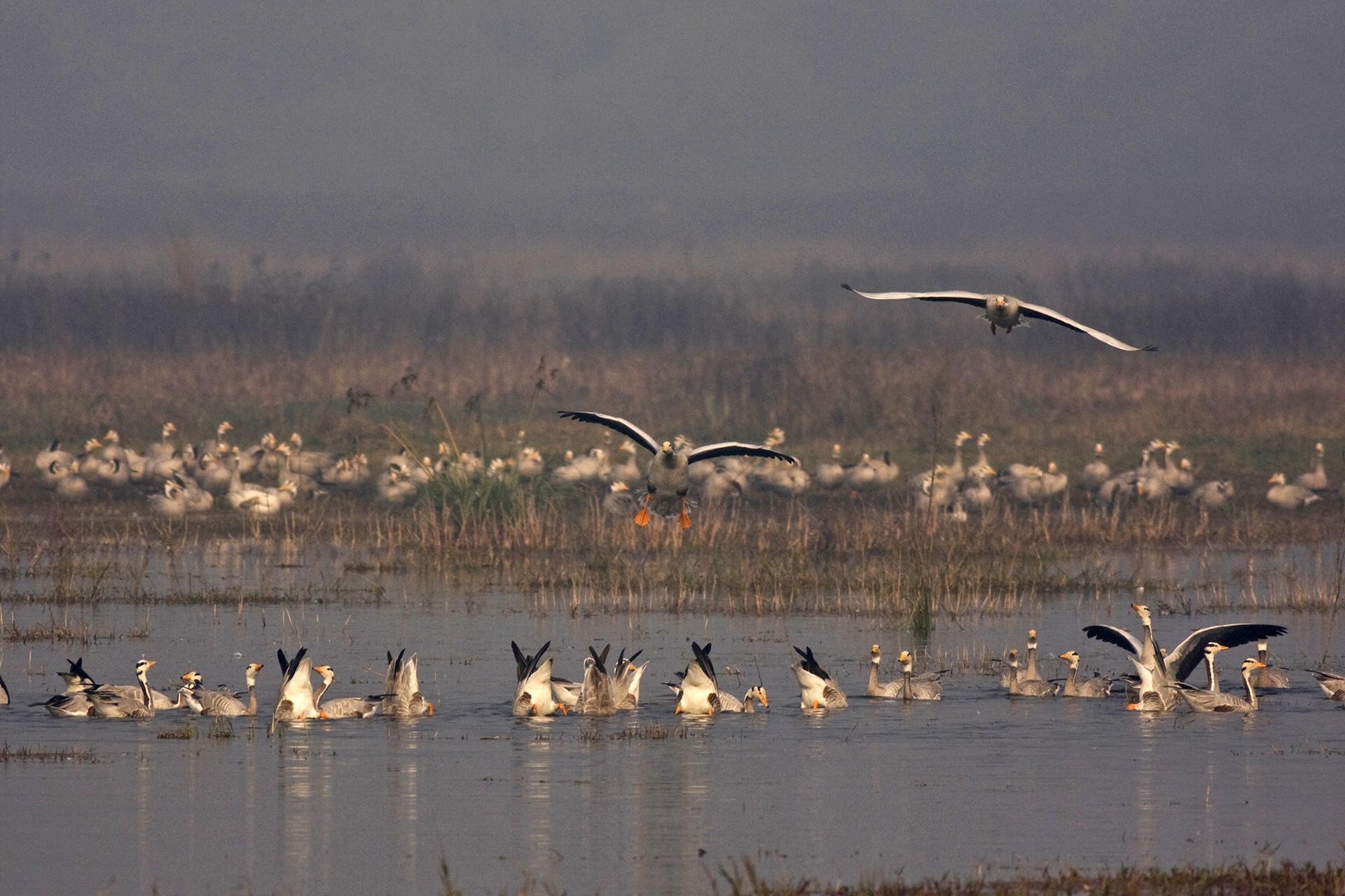 Mg - Reminiscing Wetlands | Nature inFocus