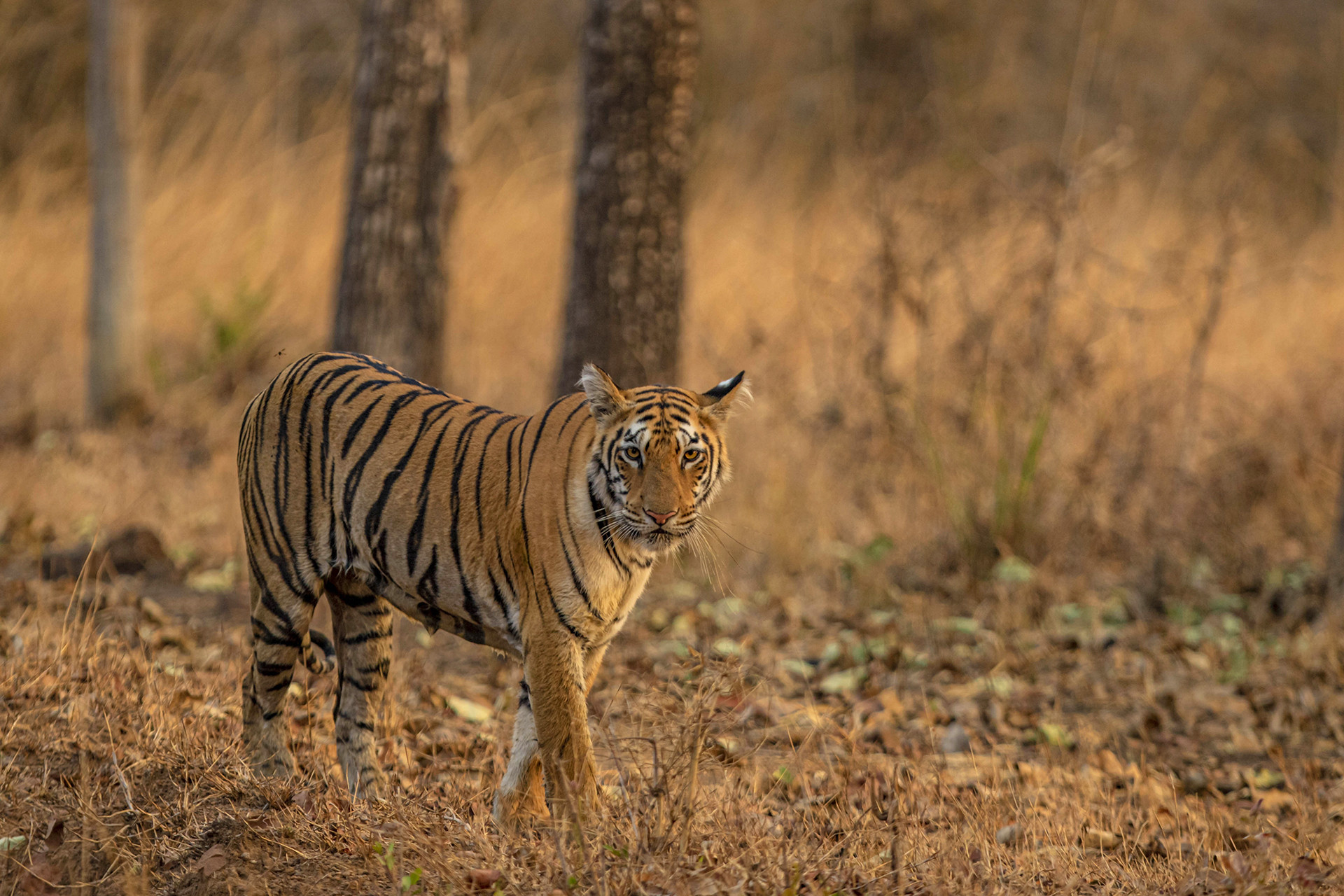 A tiger in Tadoba Tiger Reserve