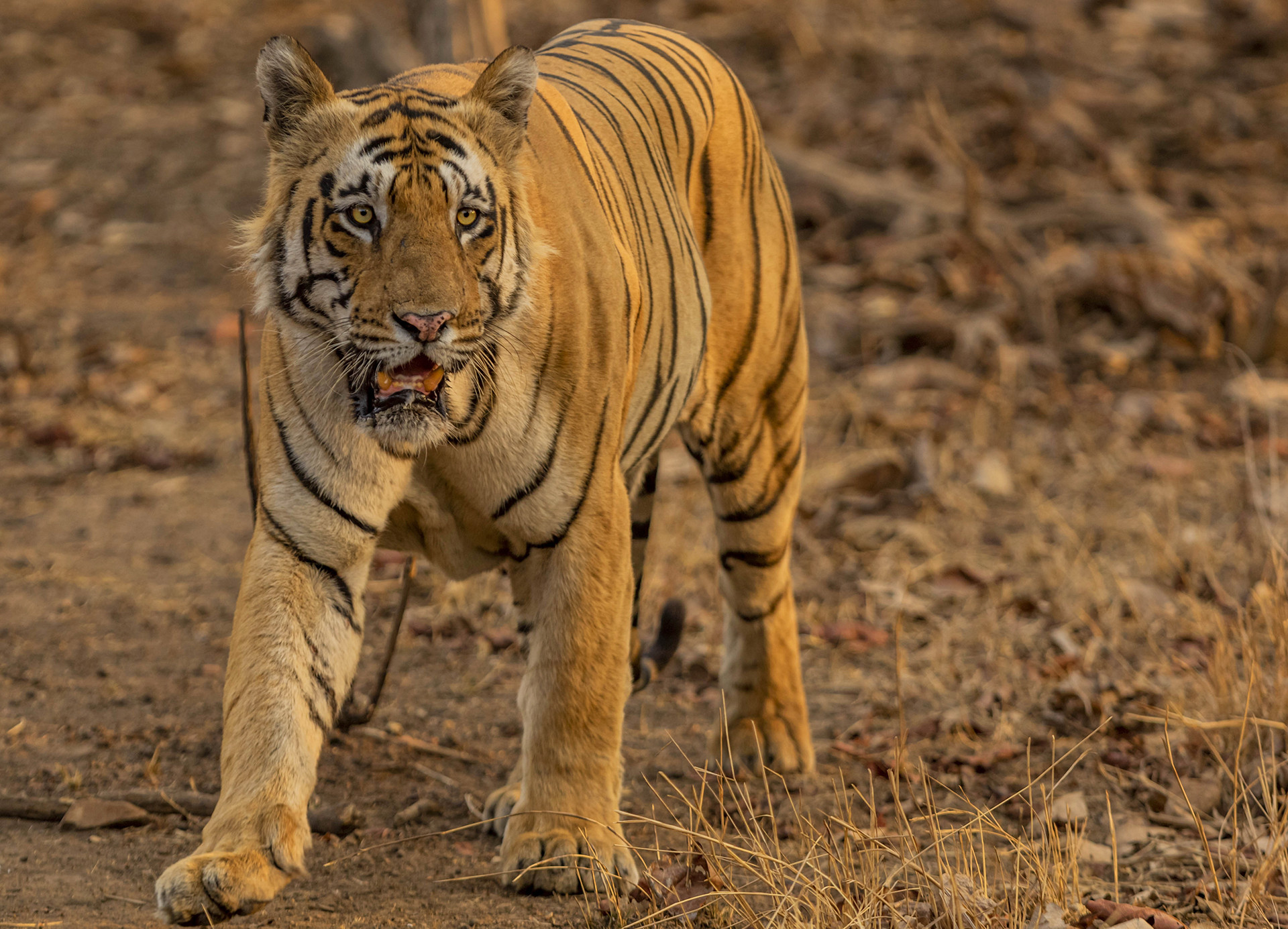 Tiger in Tadoba Tiger Reserve