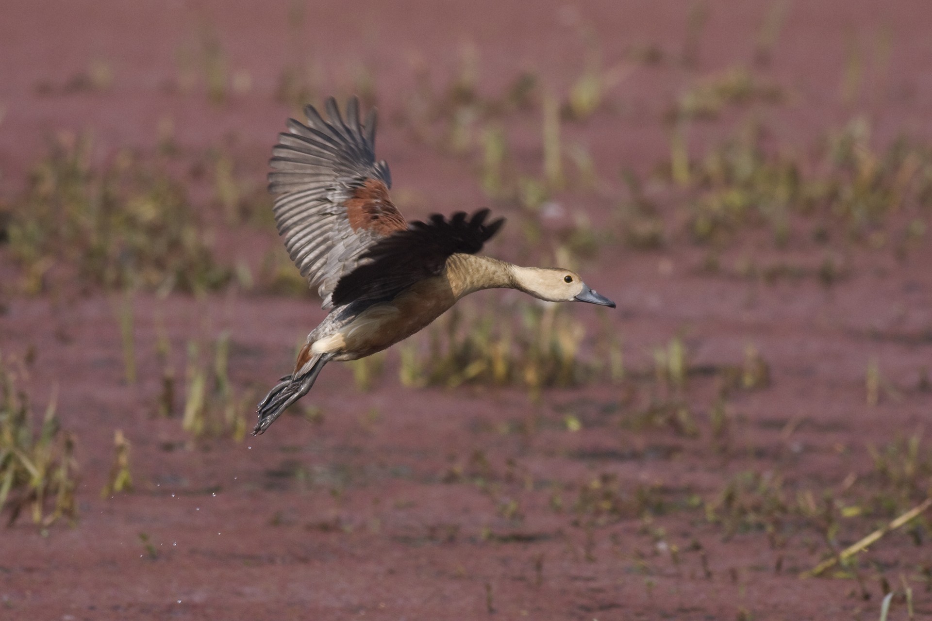 Mg - Reminiscing Wetlands | Nature inFocus
