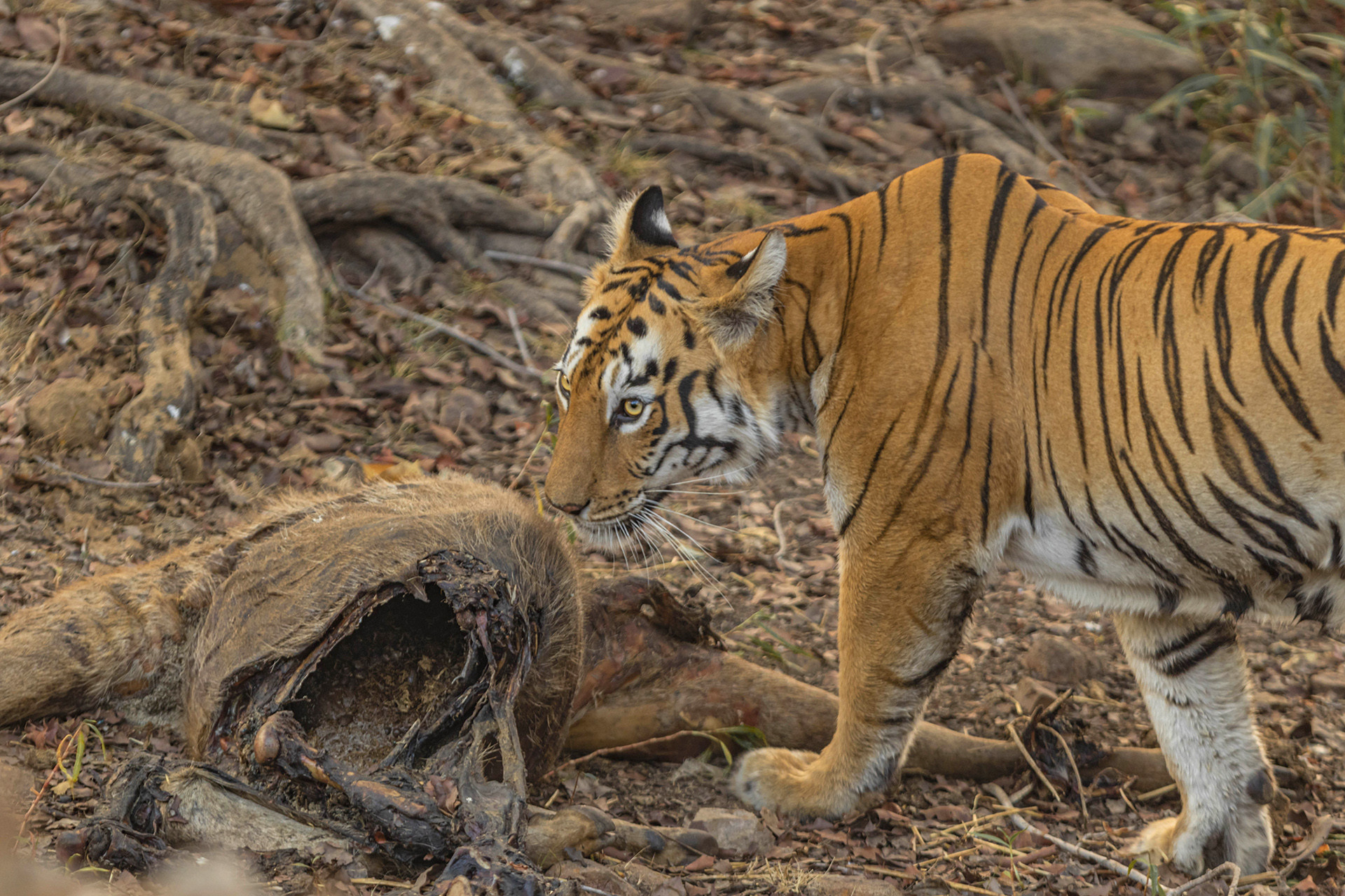 Tiger feeding on a sambar deer in Tadoba