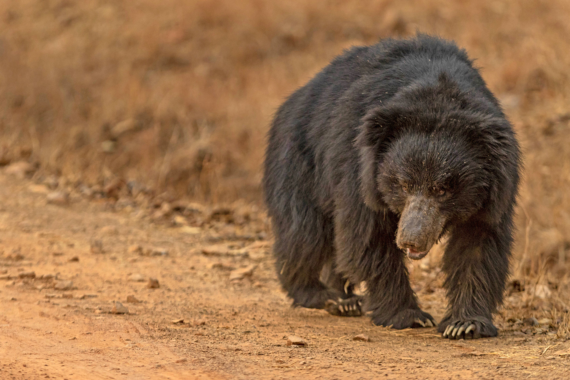Sloth Bear in Tadoba Andhari Tiger Reserve