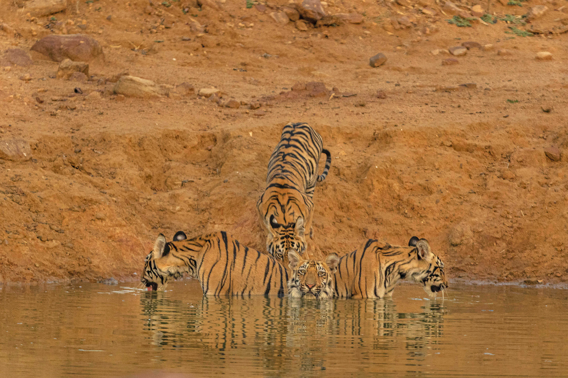 A tiger family cooling off in the water in Tadoba