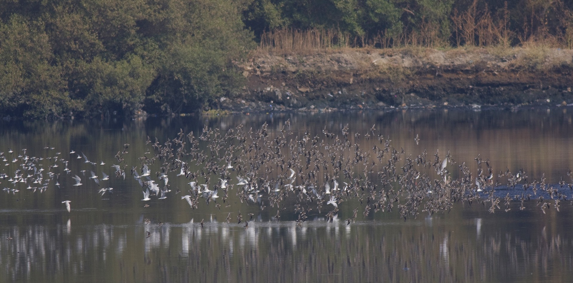 Mg - Reminiscing Wetlands | Nature inFocus