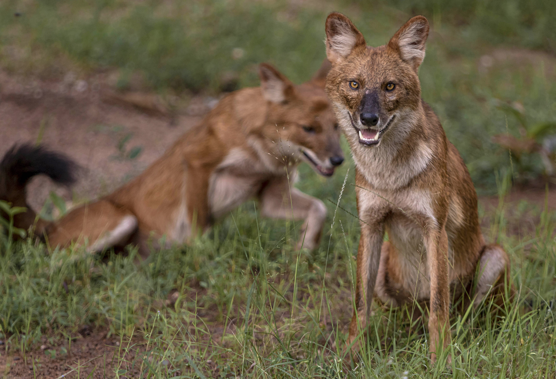 Dholes or Wild Dogs in Tadoba