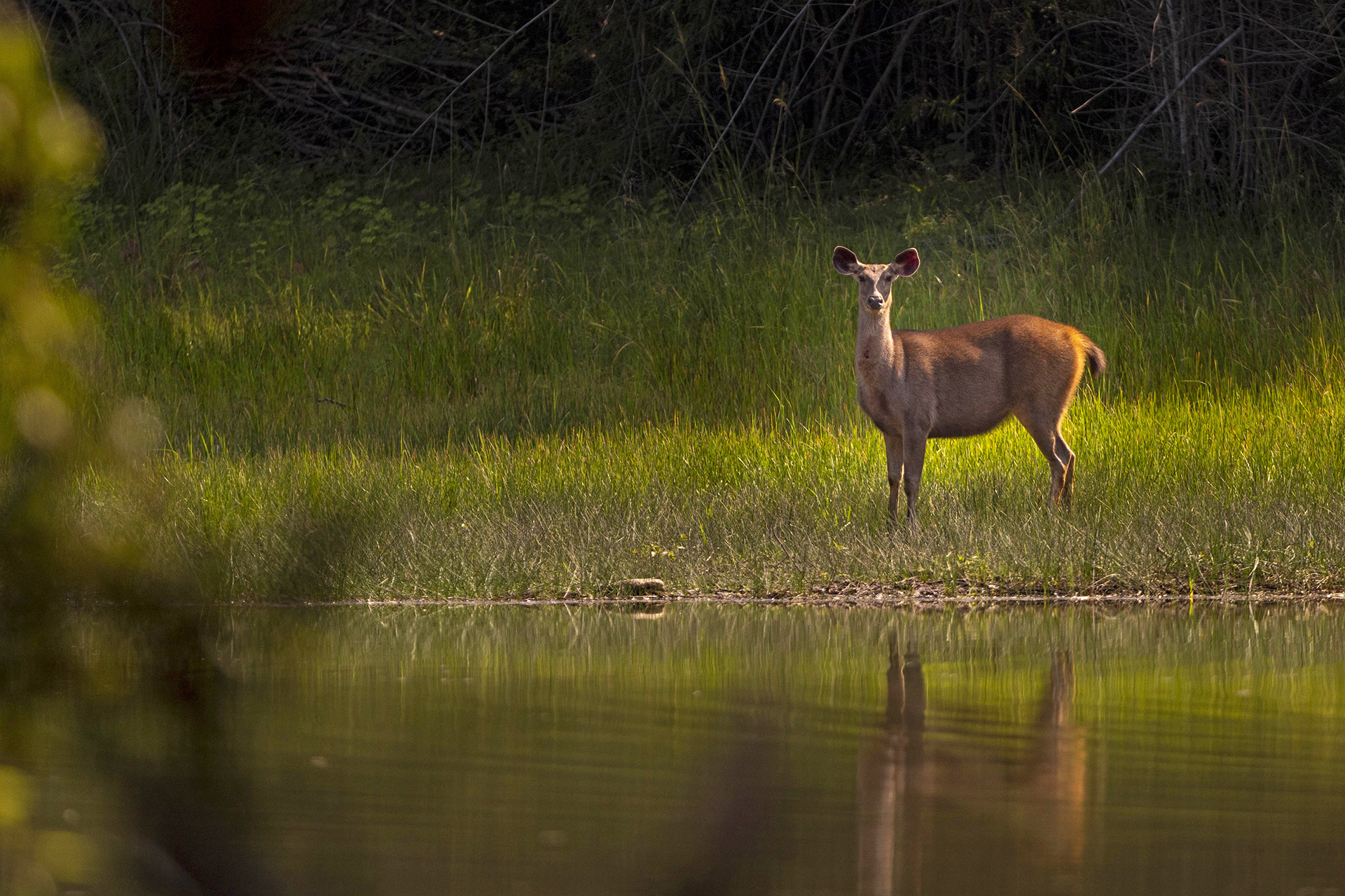 Sambar Deer in Tadoba