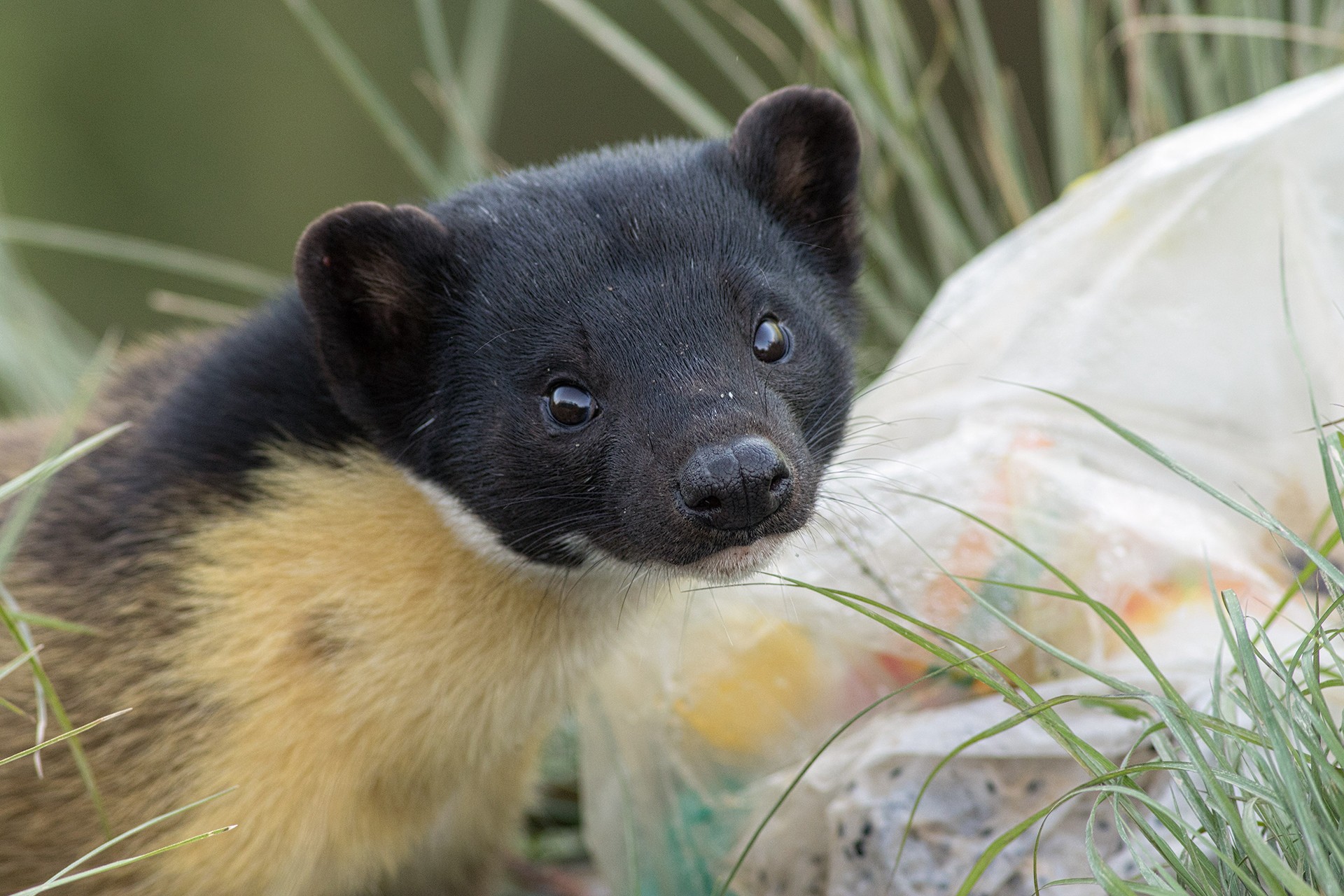 Yellow Throated Marten foraging through garbage and plastic waste