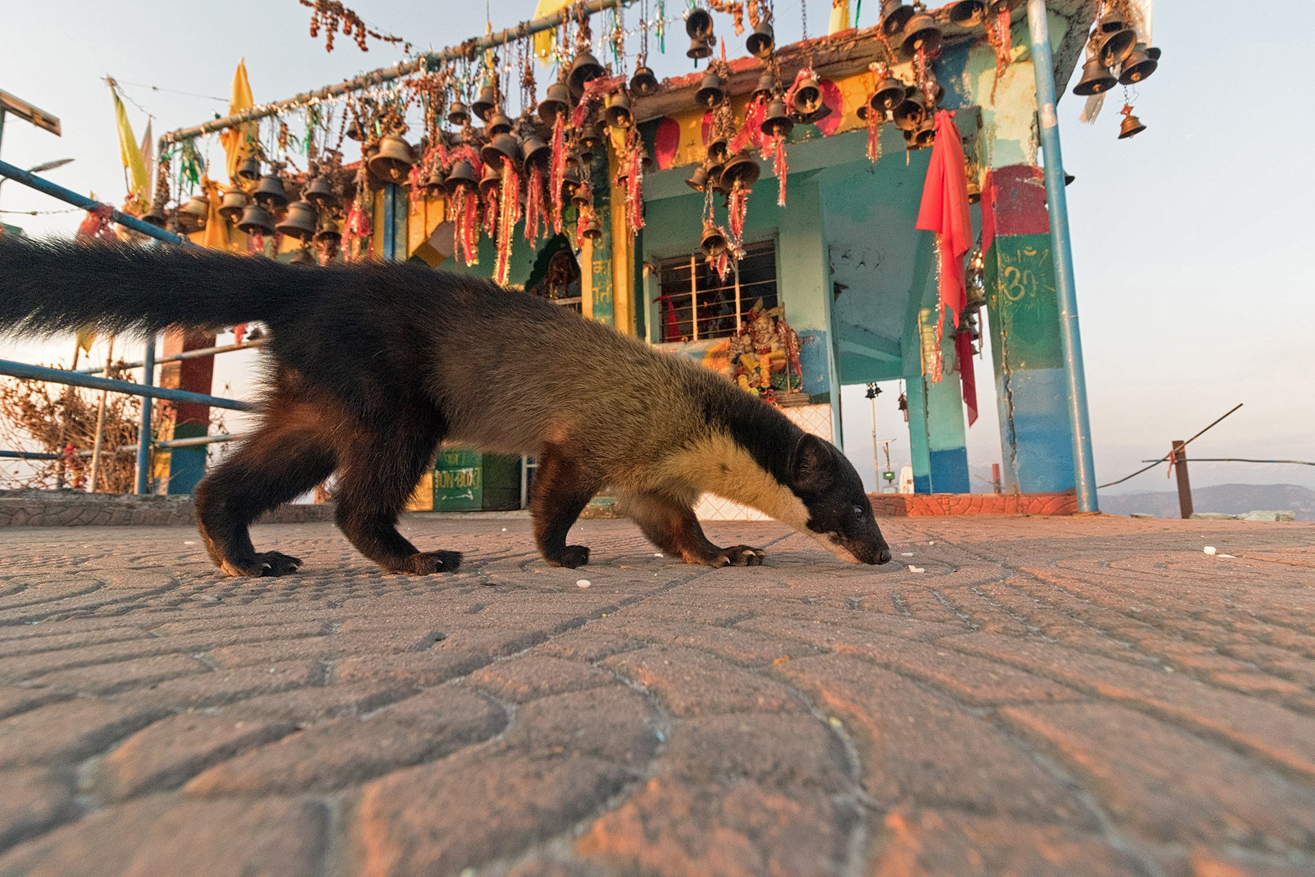 Yellow Throated Marten in the Kartik Swami temple in Uttarakhand