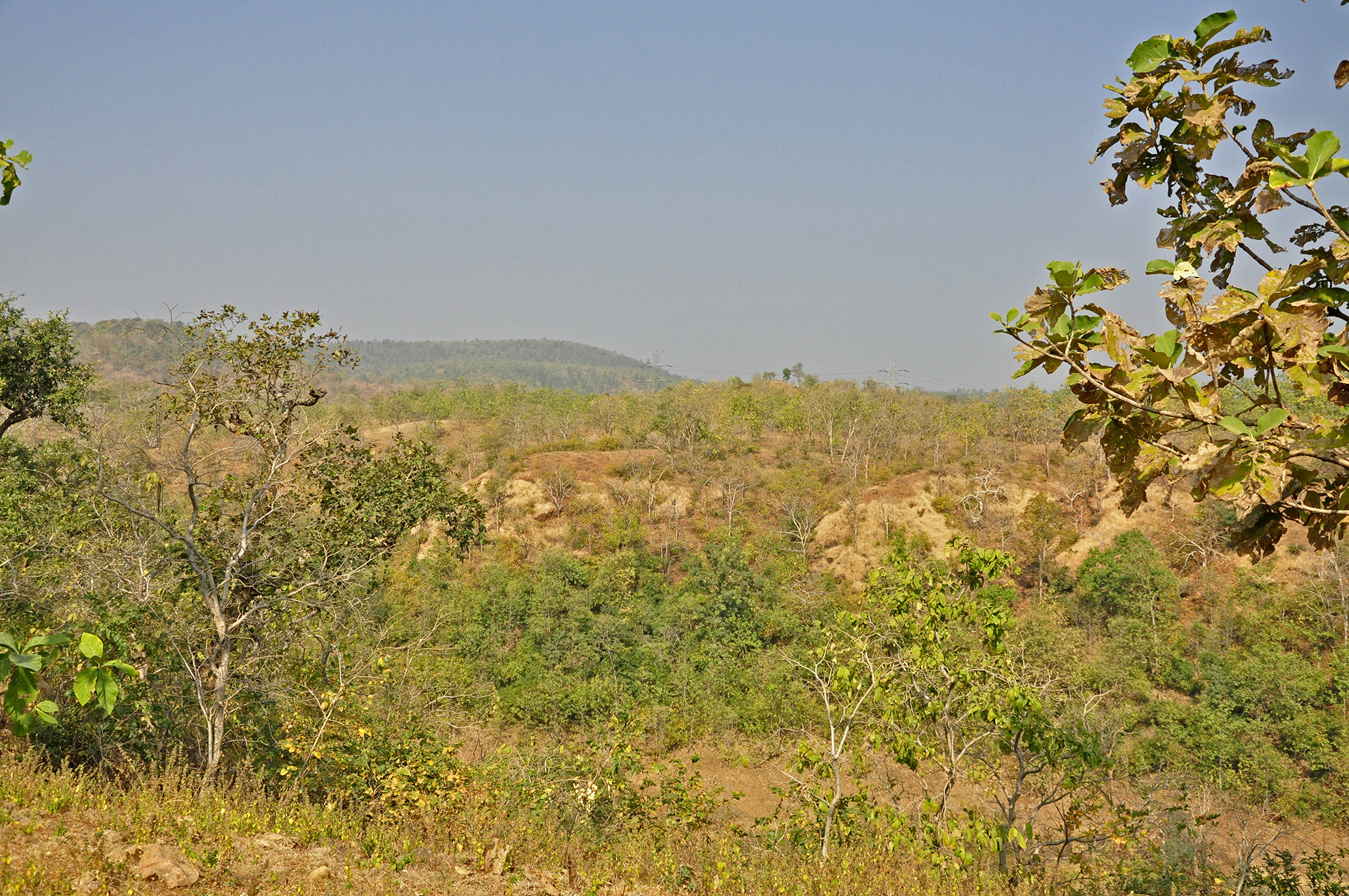 Mhow forest area - 13 Places To Go Birdwatching In Indore | Nature inFocus