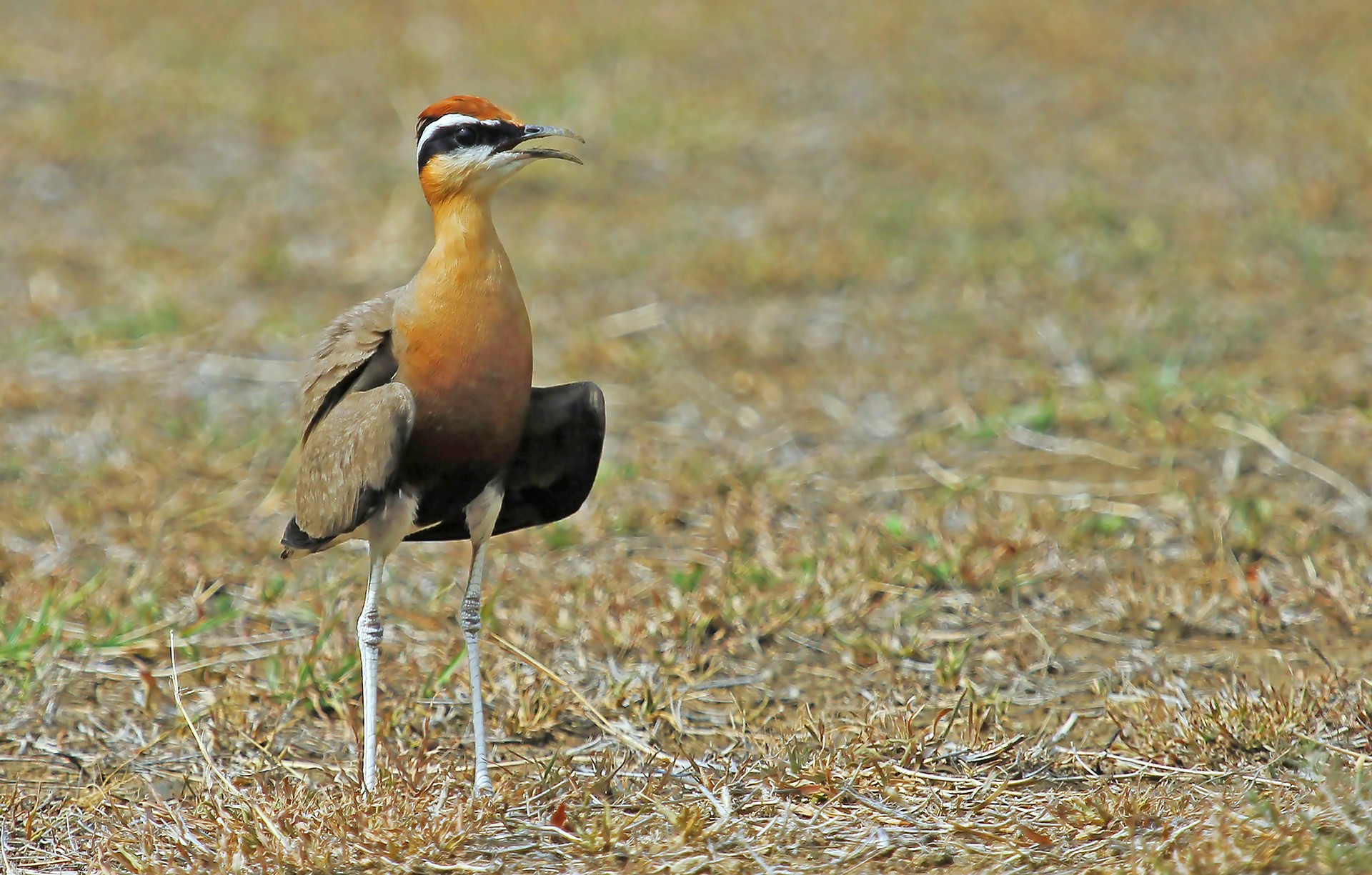 Indian Courser Cursorius coromandelicus