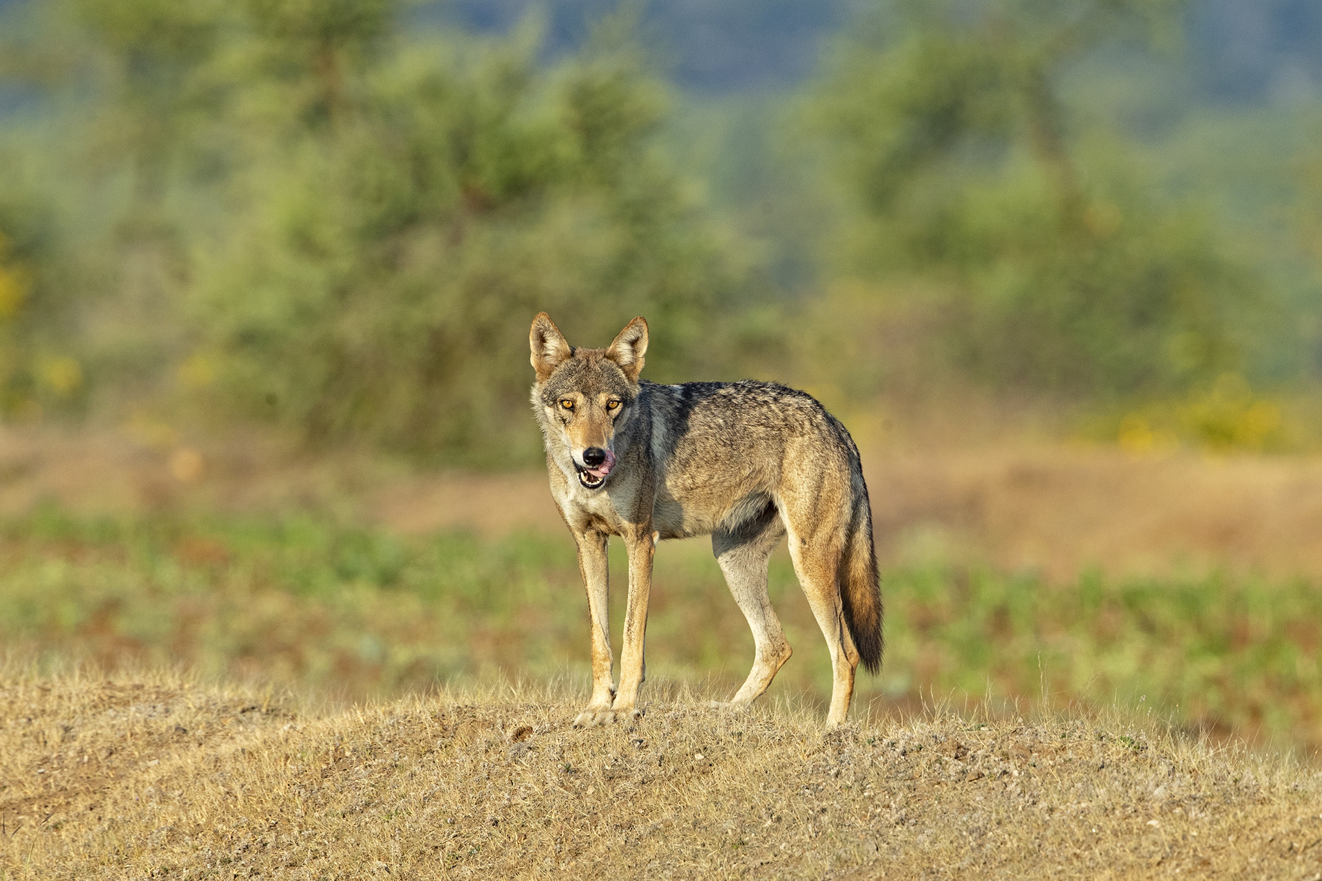 Indian Wolf Canis lupus pallipes