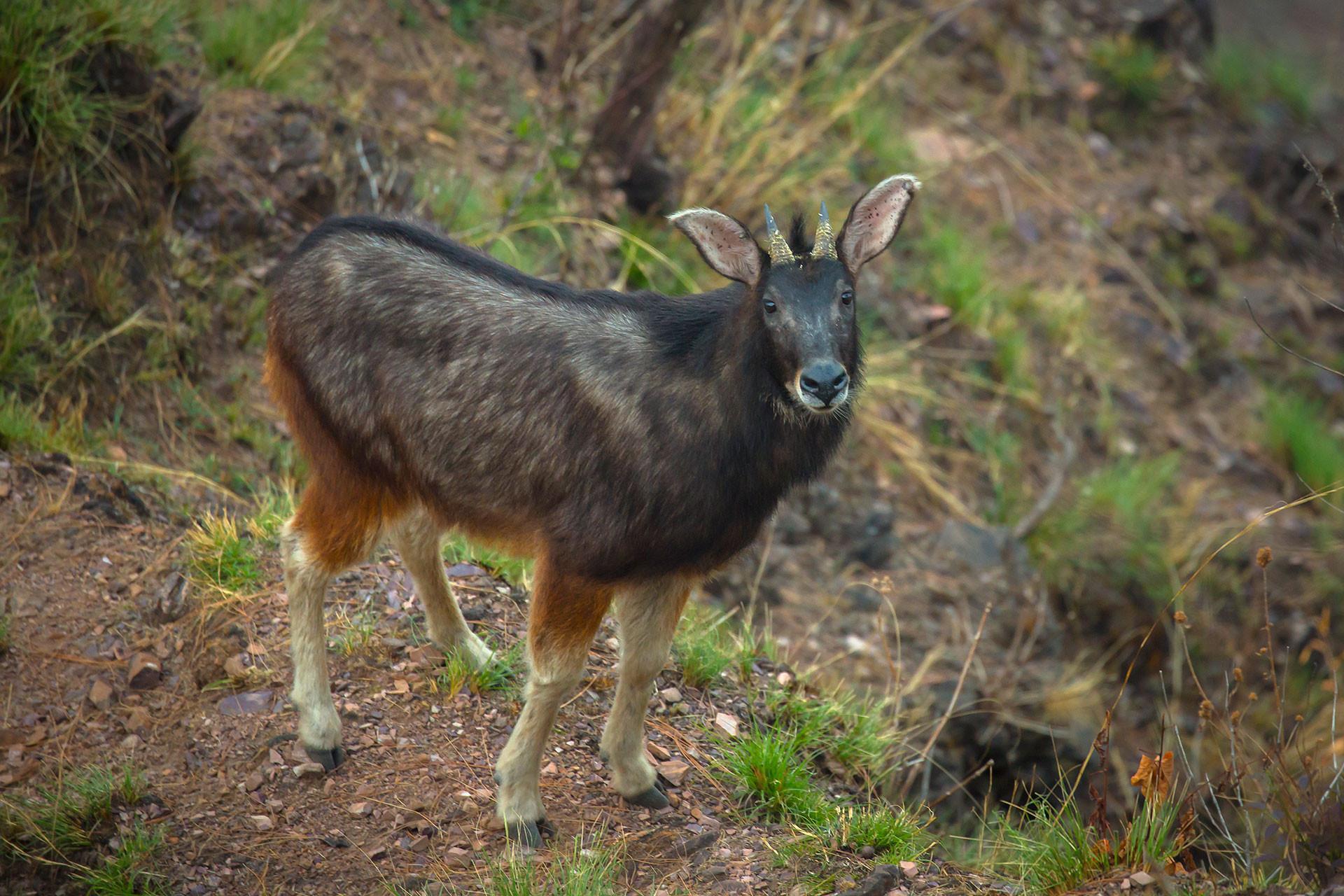 Mizoram Saurabh Sawant Himalayan Serow Uttarakhand MG | Nature Infocus