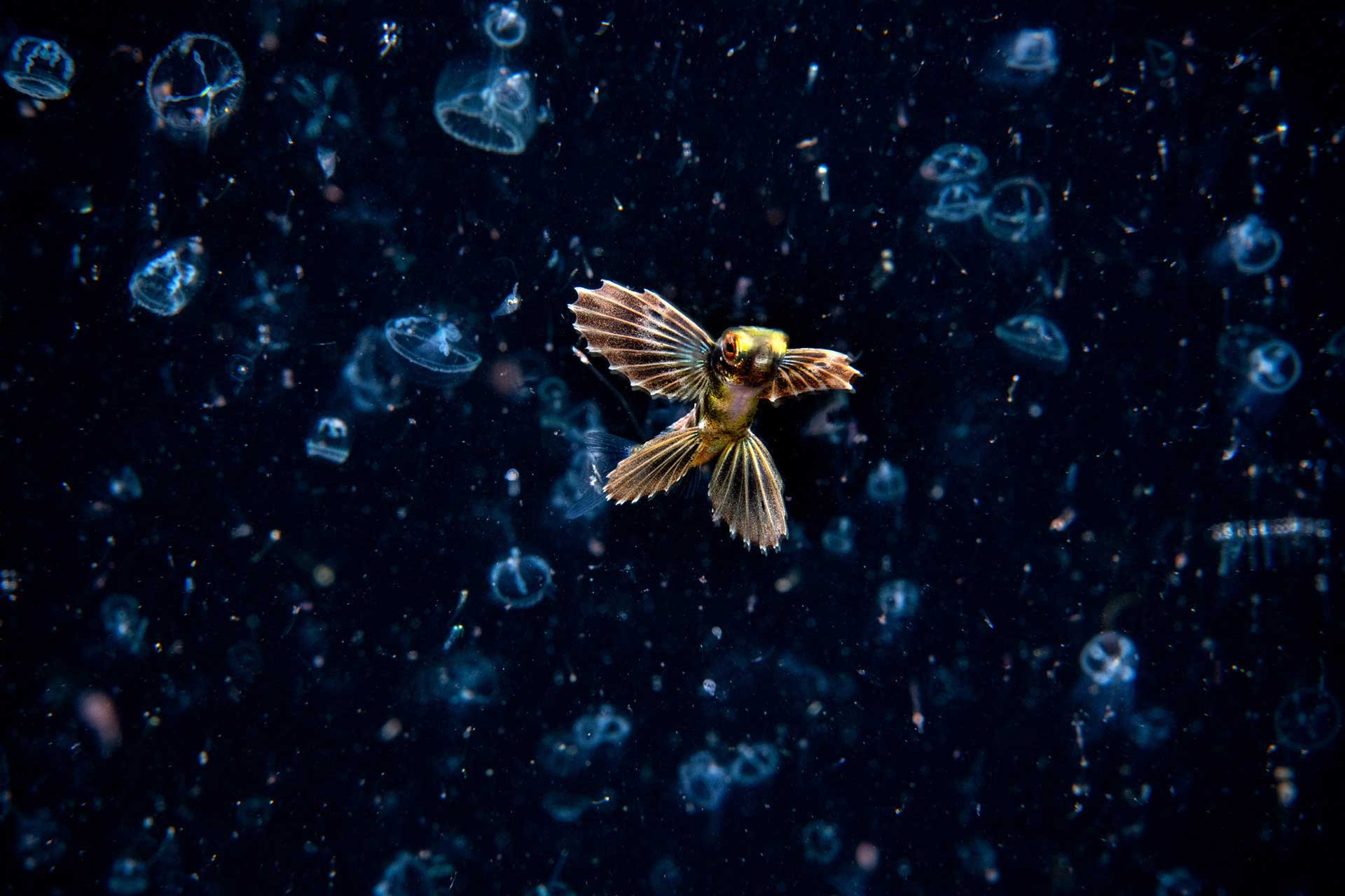 Flying Fish Cypselurus sp.
