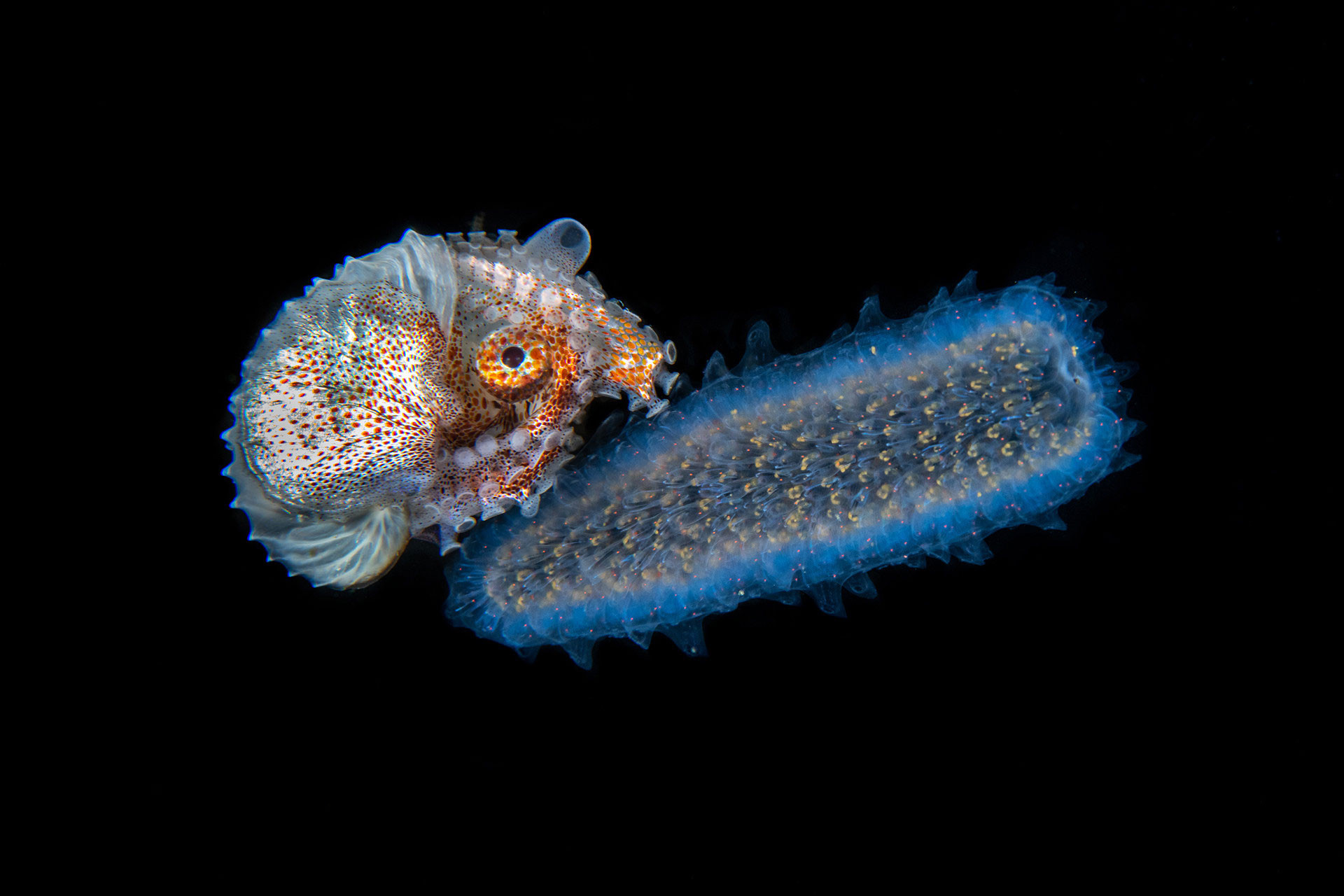 winged argonaut riding atop a colony of tunicates
