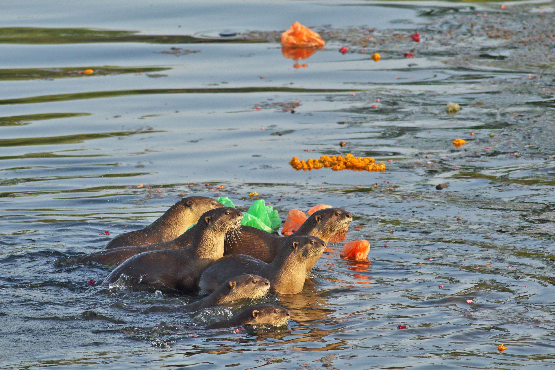Smooth coated otters in a polluted River Chambal