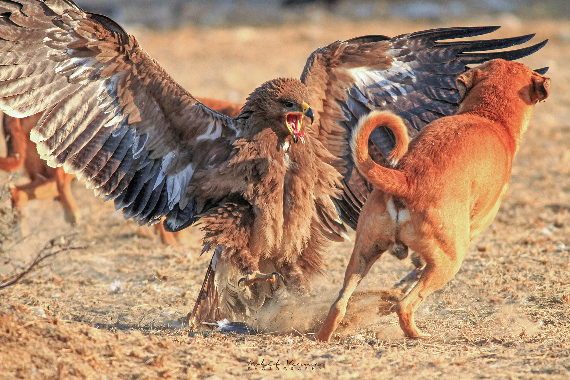 A Steppe Eagle and feral dog in Bikaner, Rajasthan