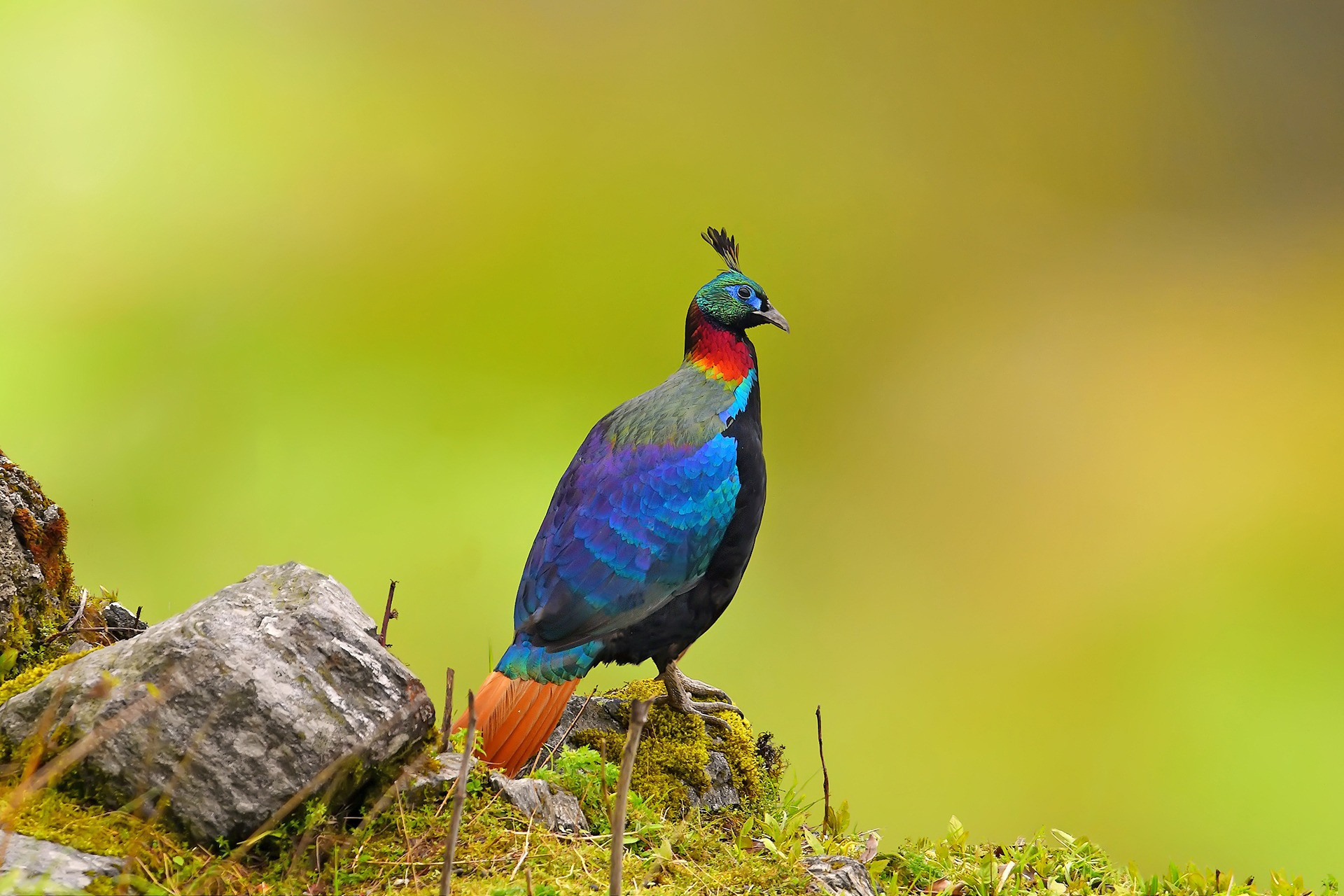 Himalayan Monal (Lophophorus impejanus) | Nature inFocus