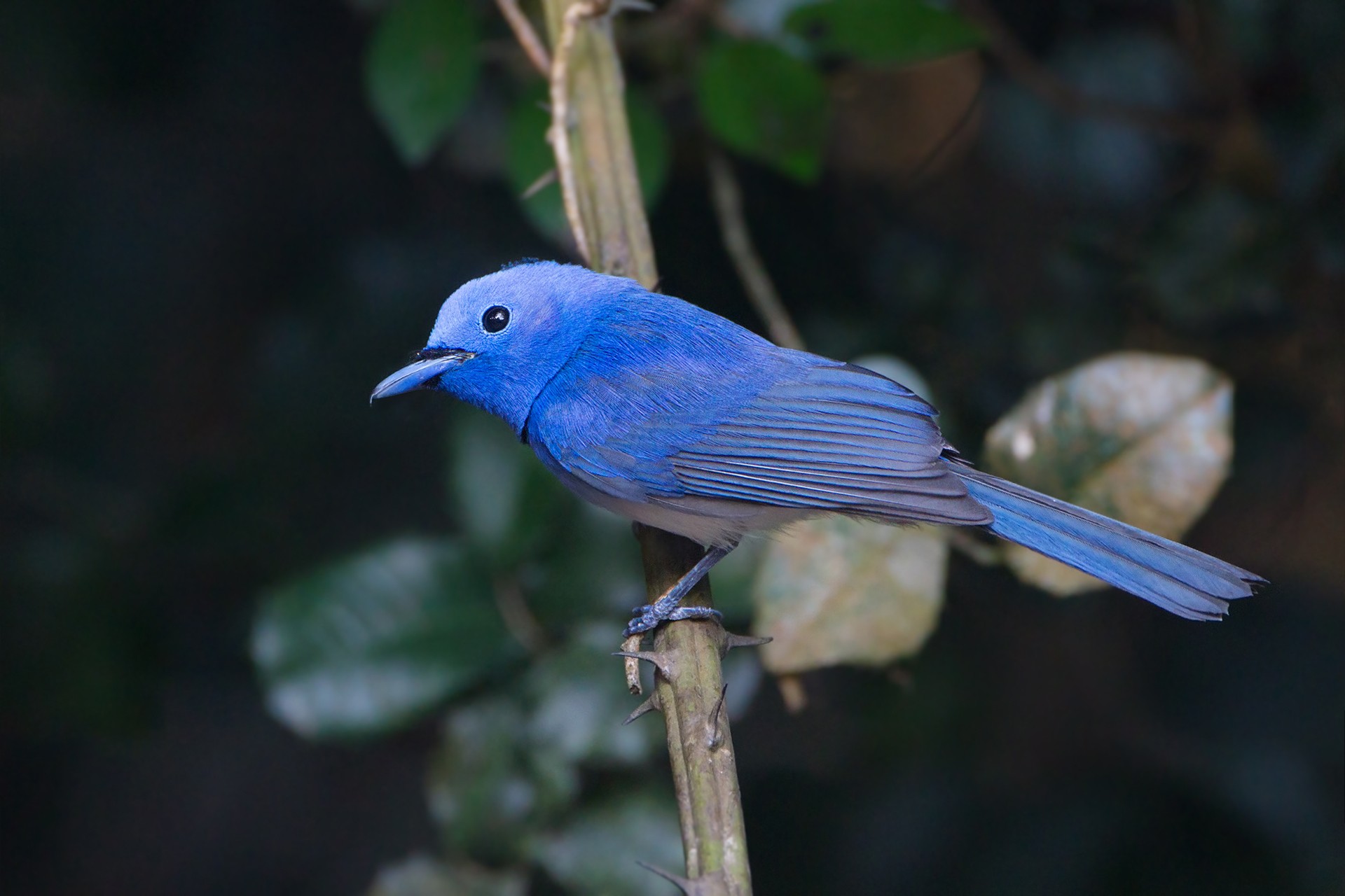 Black-naped Monarch Hypothymis azurea
