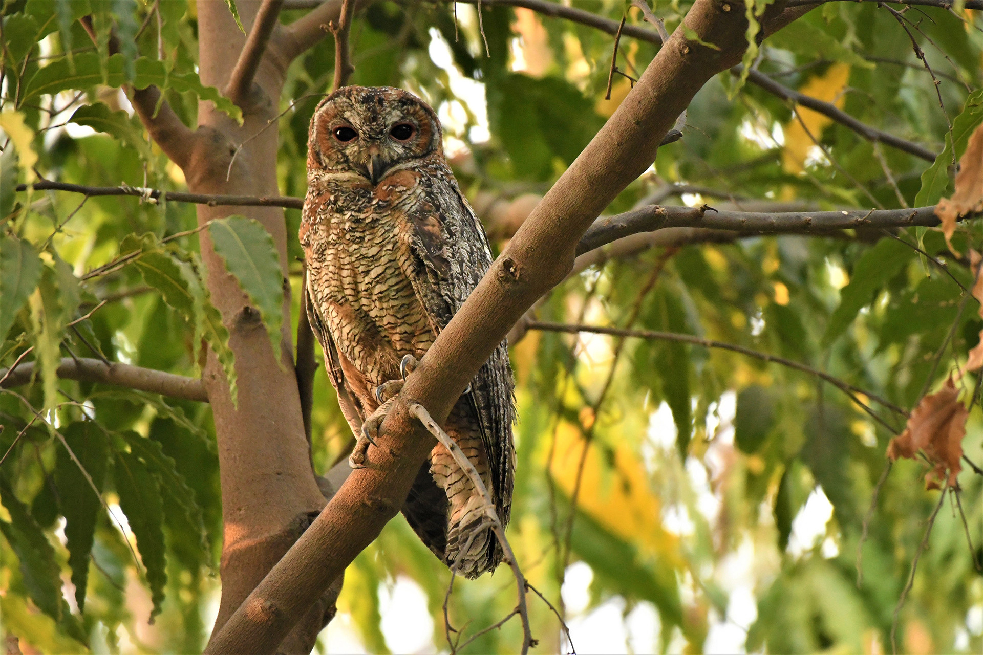 Mootled wood owl urban area - 13 Places To Go Birdwatching In Indore | Nature inFocus