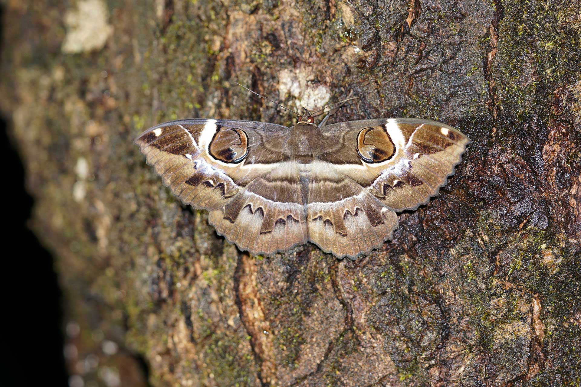 Owl moth (Erebus ephesperis) | Nature inFocus