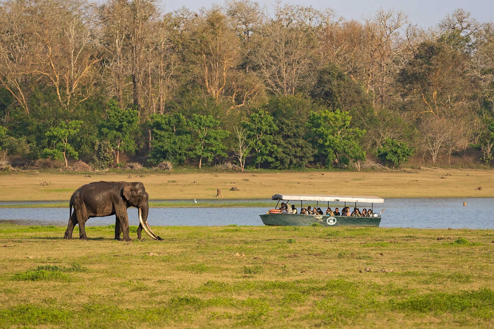 Image of Bogeshwara the elephant with the longest tusks in Asia 