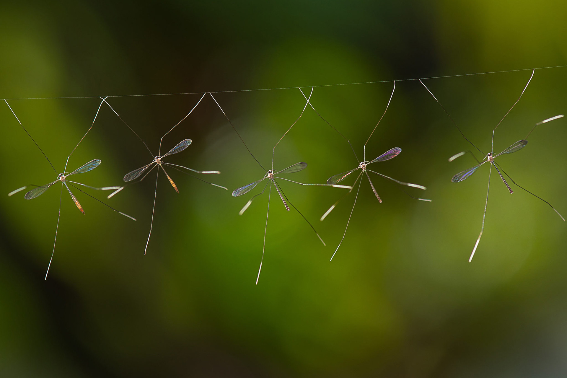 Crane flies hanging on a spider web