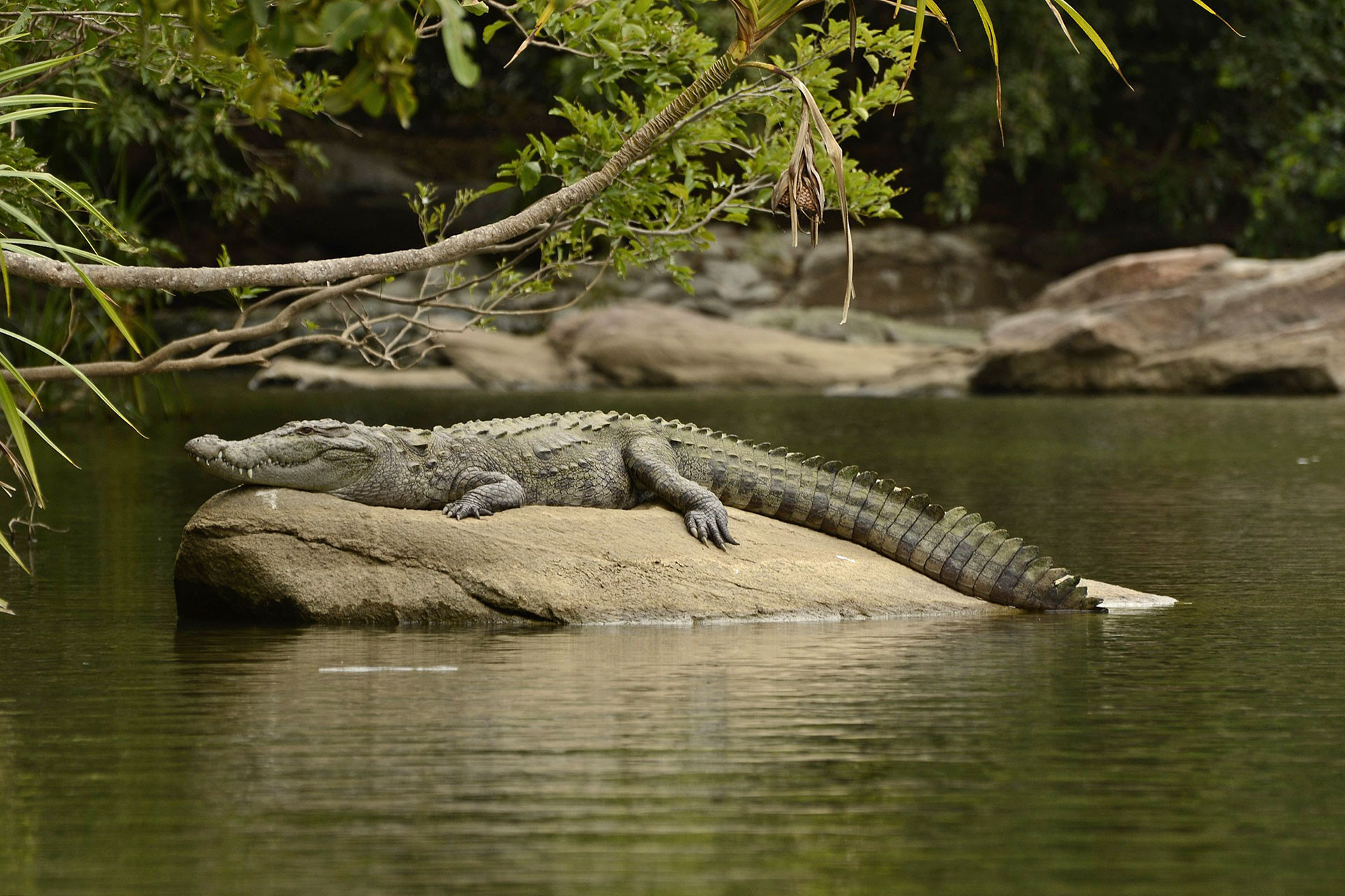 A Mugger Crocodile photographed in Ranganathittu Bird Sanctuary Karnataka
