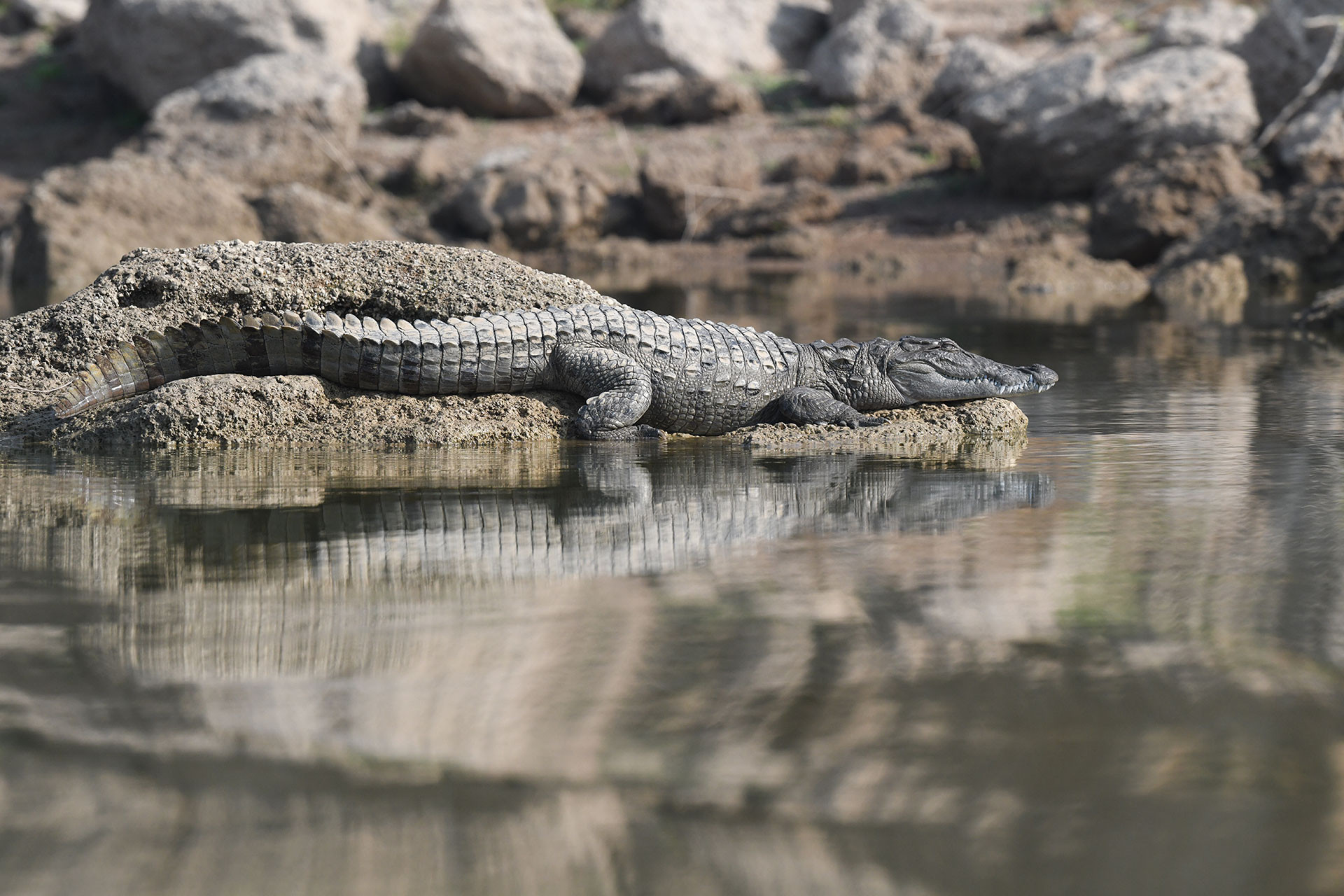 Mugger or Marsh Crocodile in a river