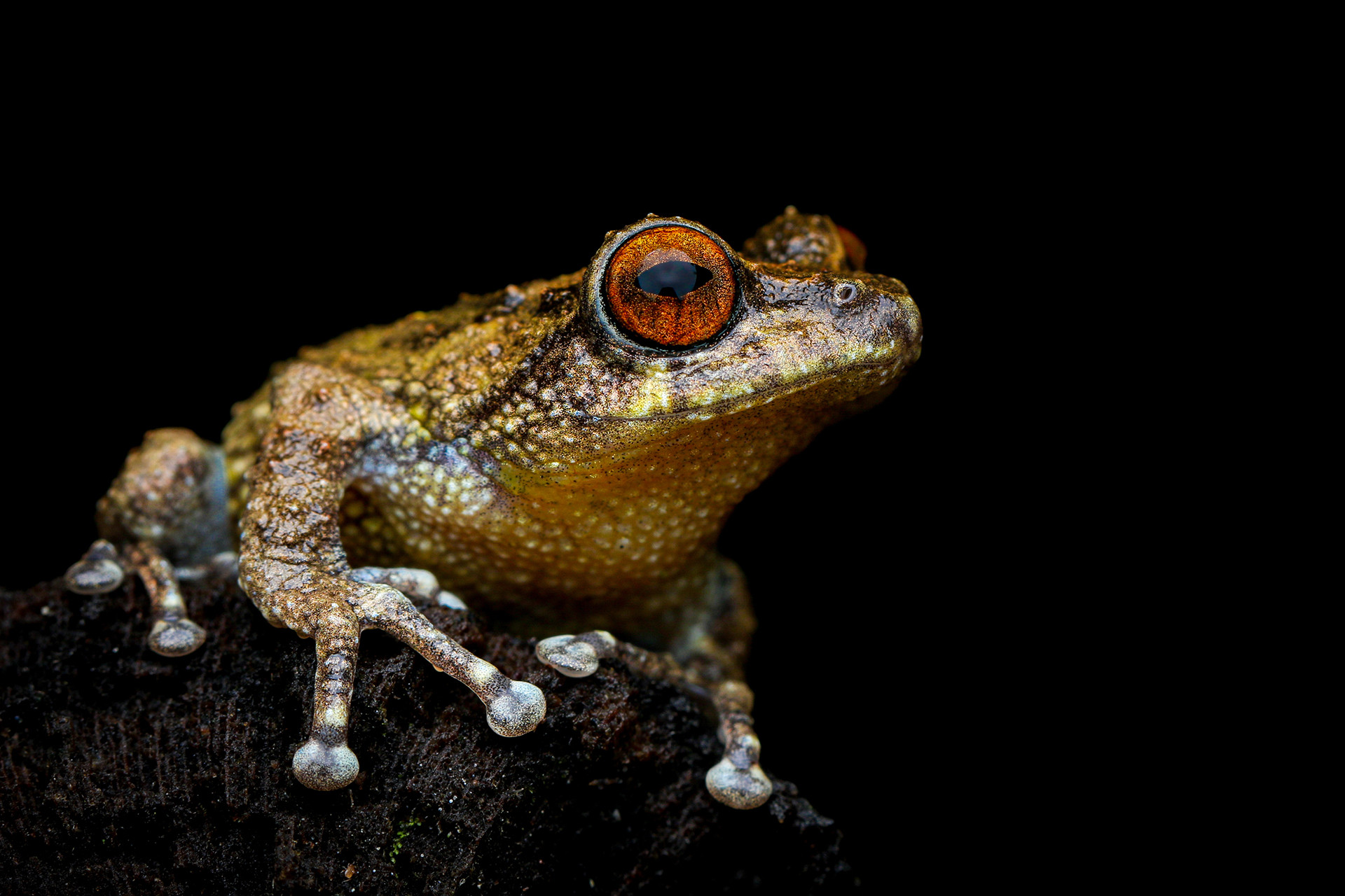 Munnar Bush Frog Raorchestes munnarensis