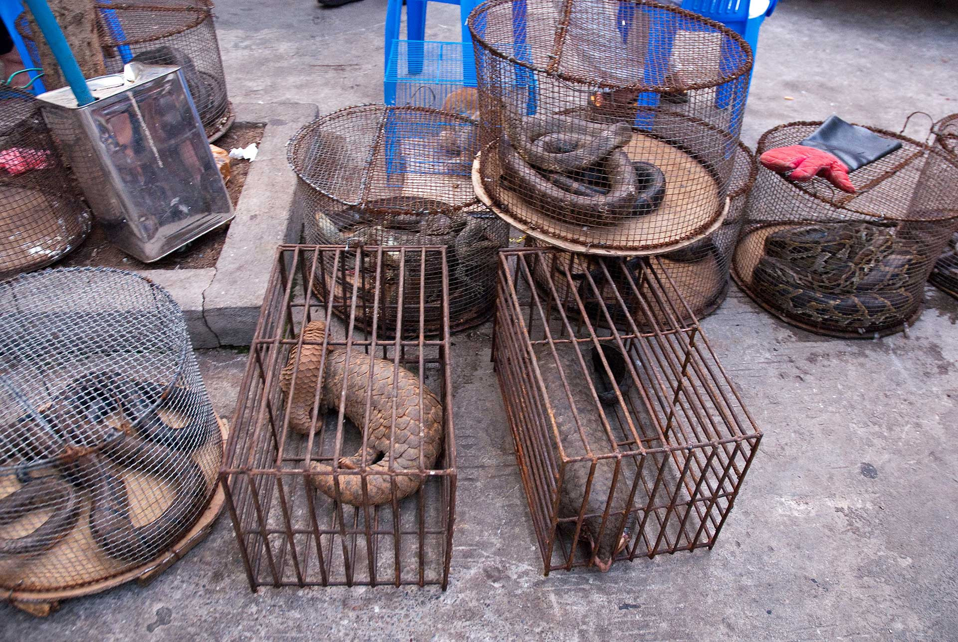 illegal wildlife trade market myanmar