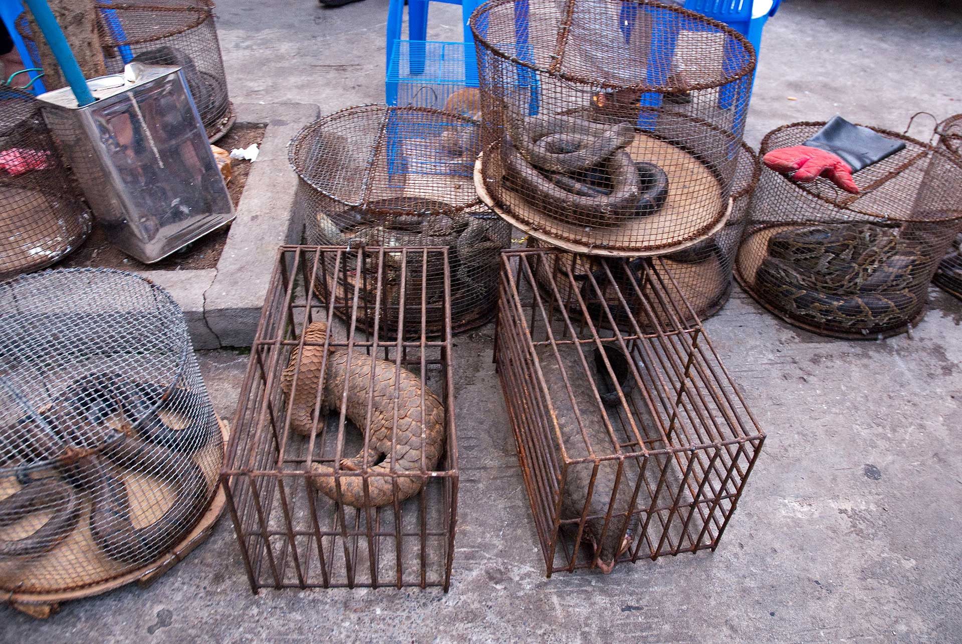 Endangered animals in a market in Myanmar