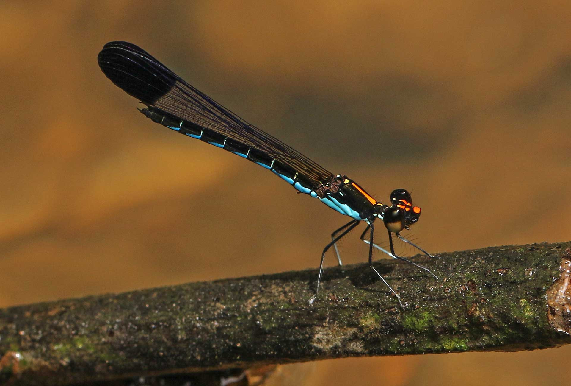 Myristica Sapphire (Calocypha laidlawi) a rare species of damselfly