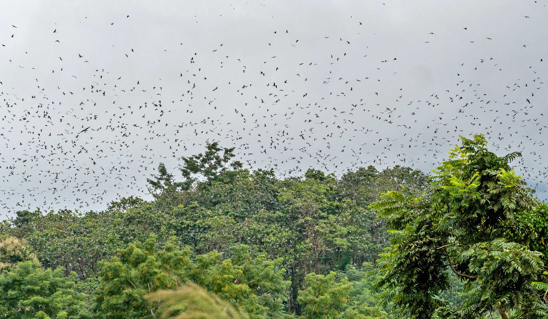 Nagaland Amur Falcon Roost | Nature Infocus