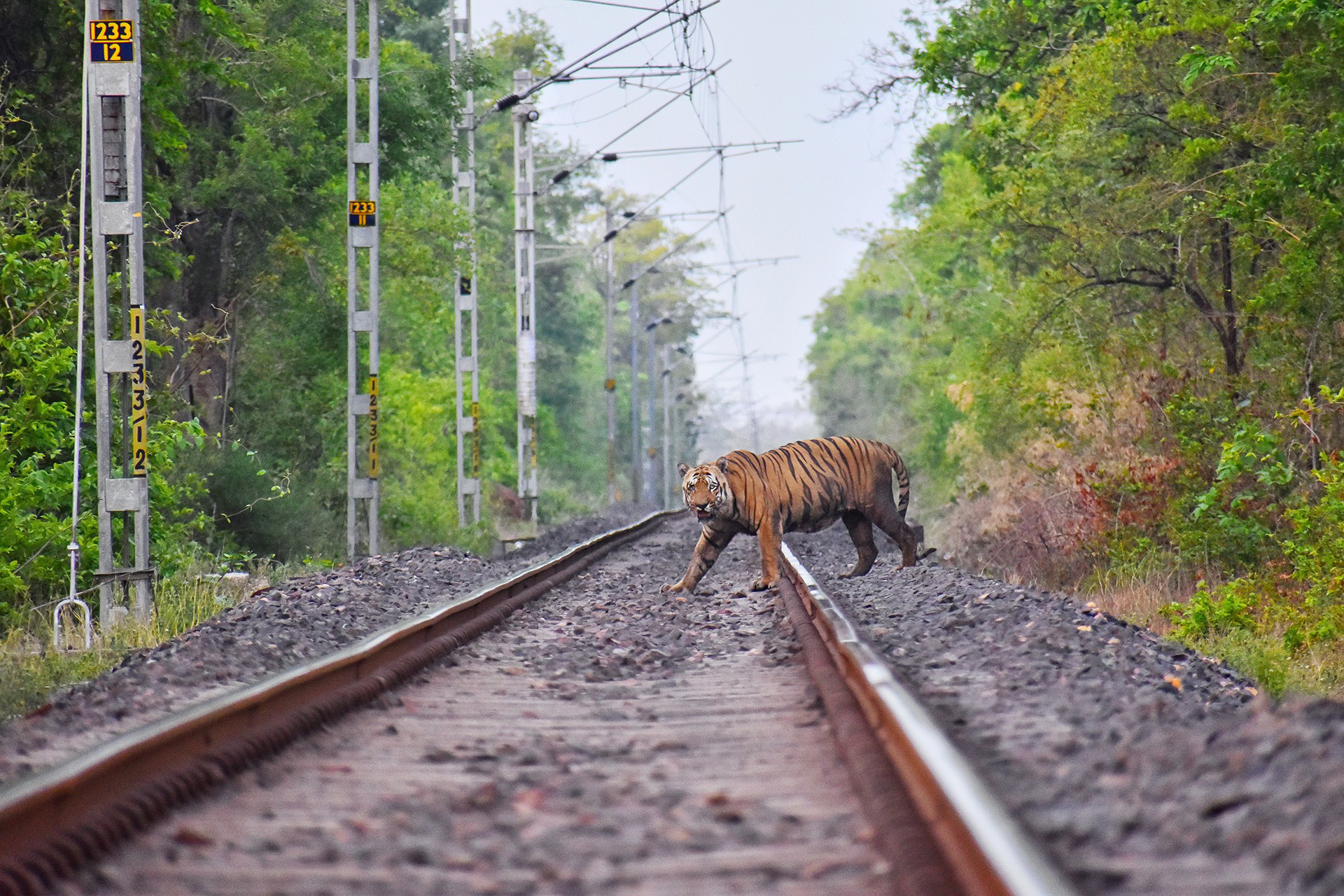 Tiger crossing Chanda Fort Gondia railway track near Tadoba