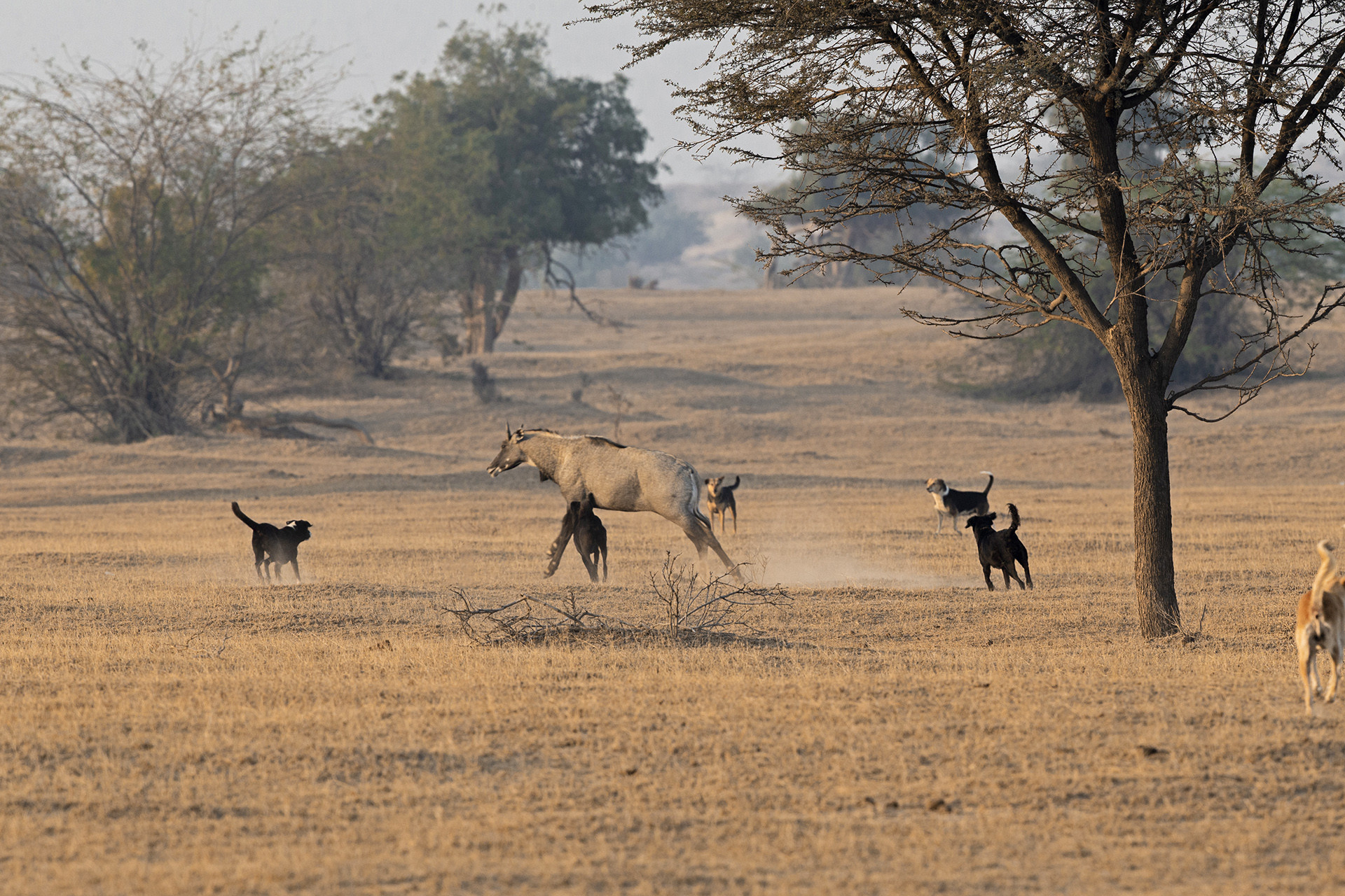 Feral dogs attacking a Nilgai in Bikaner, Rajasthan