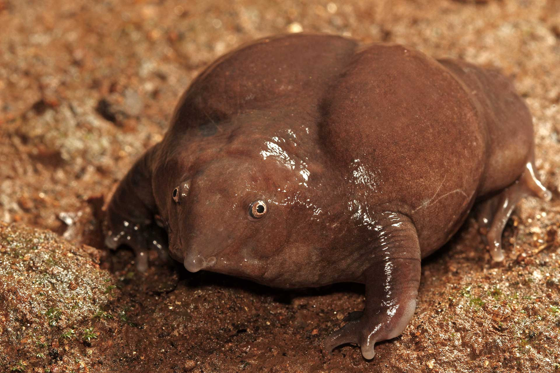Purple Frog (Nasikabatrachus sahyadrensis) also called pignose frog