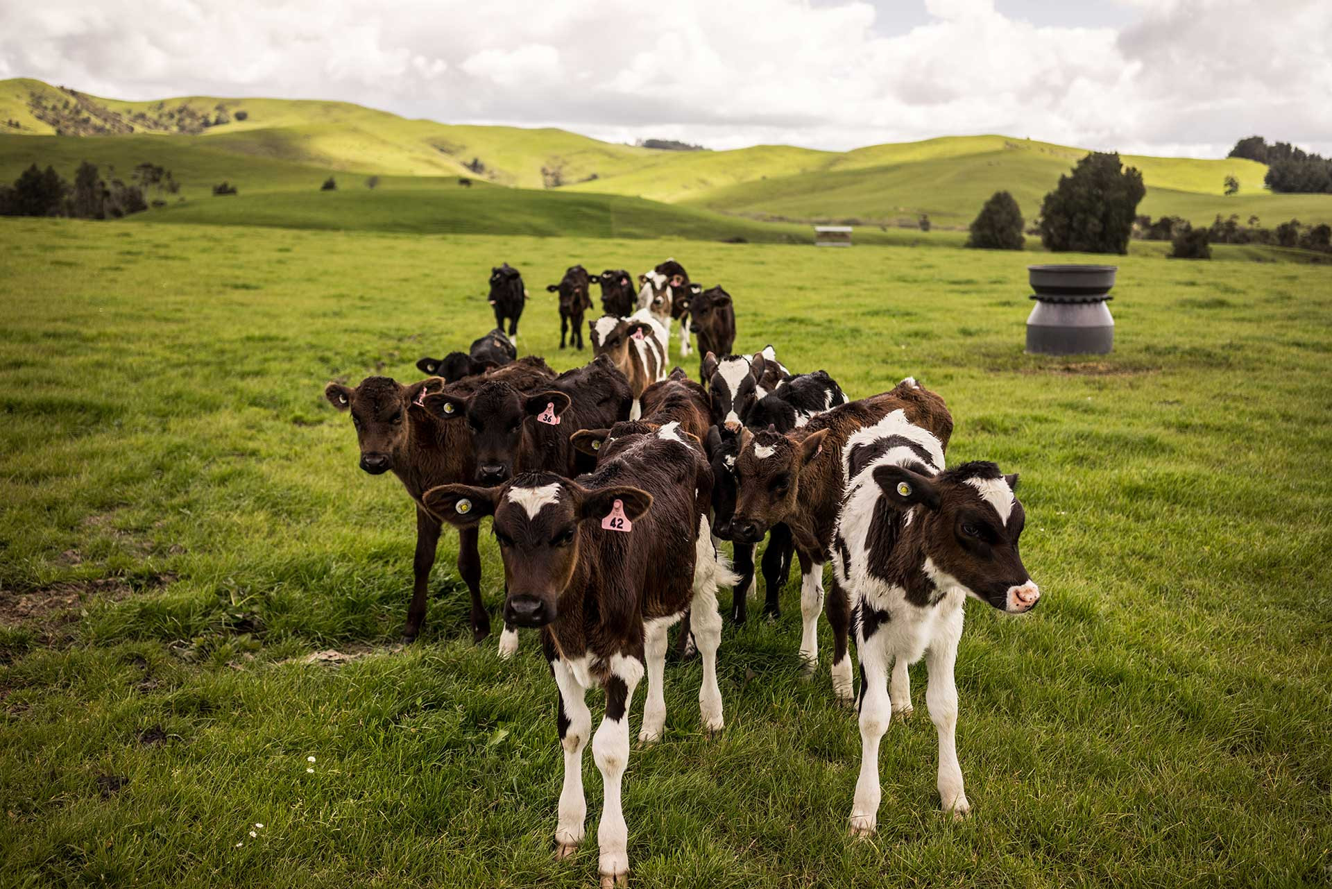 Cows in a farm in New Zealand