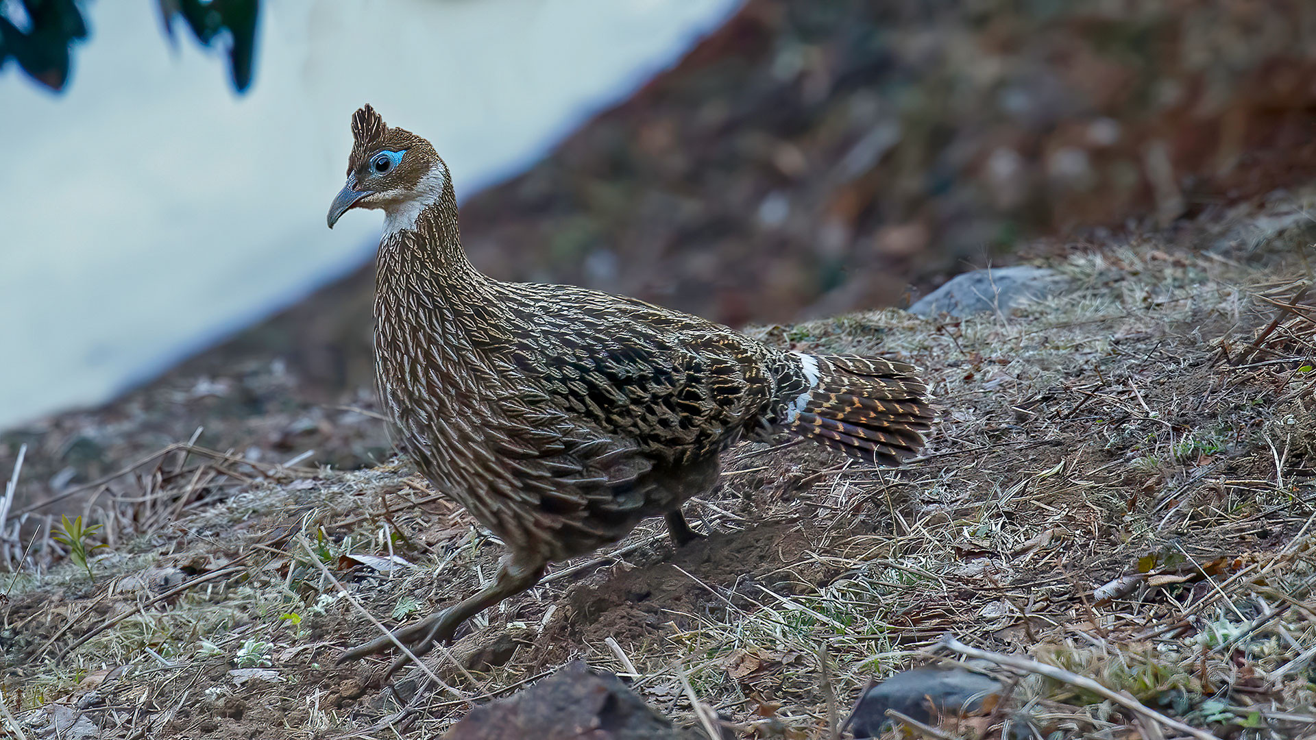 Himalayan monal female portrait