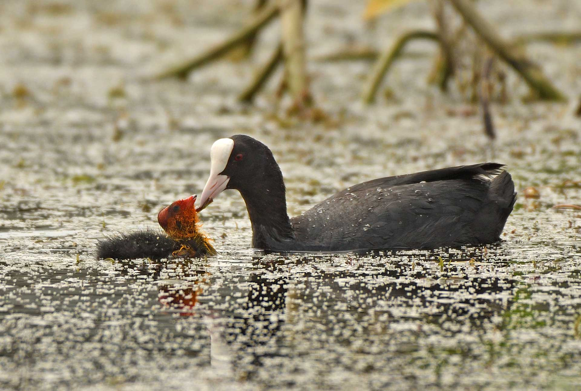 Eurasian Coot with chick | Nature inFocus